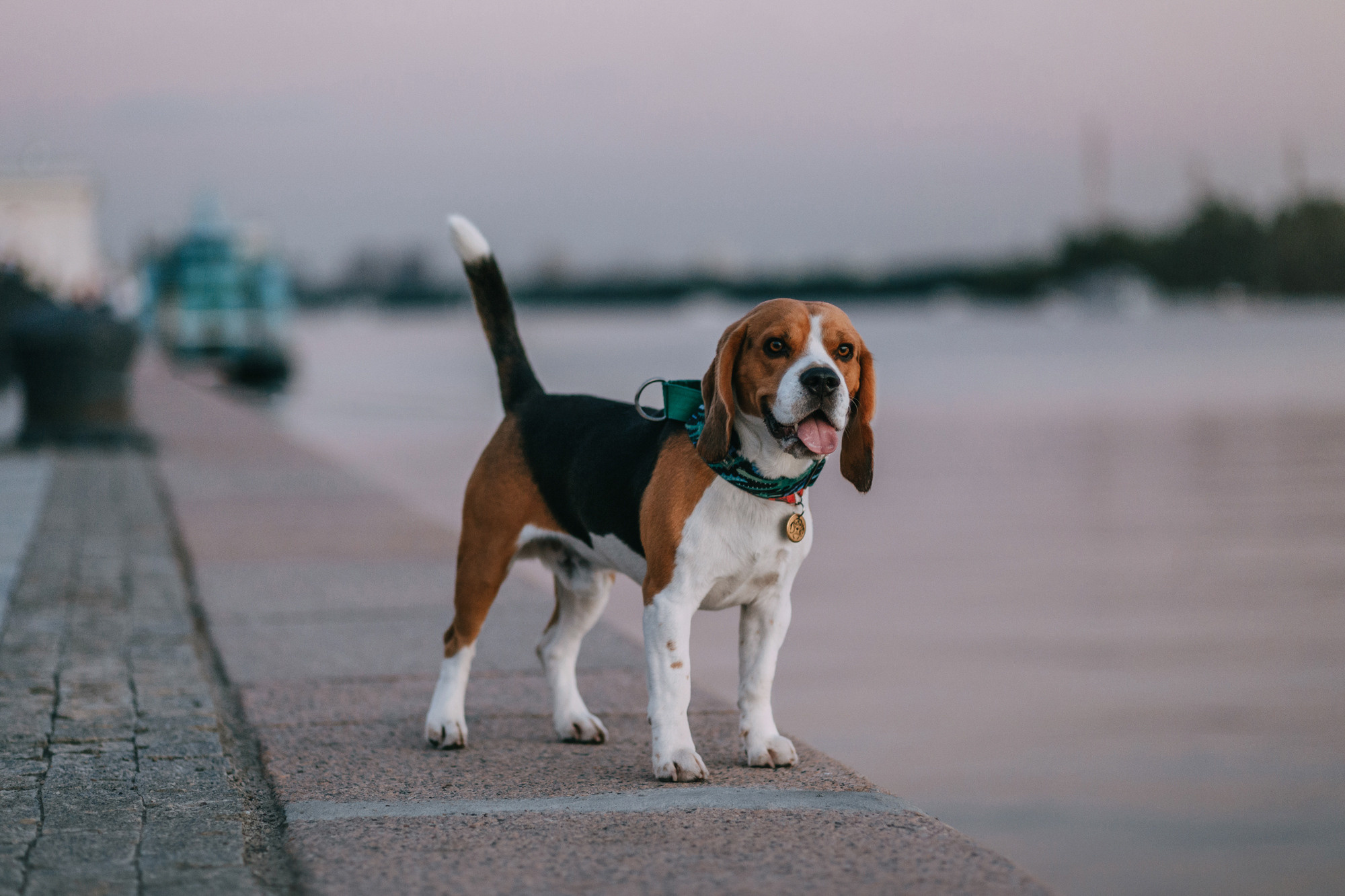 Марина, Максим и Дэй. Фотограф-анималист Елена Радченко, Москва