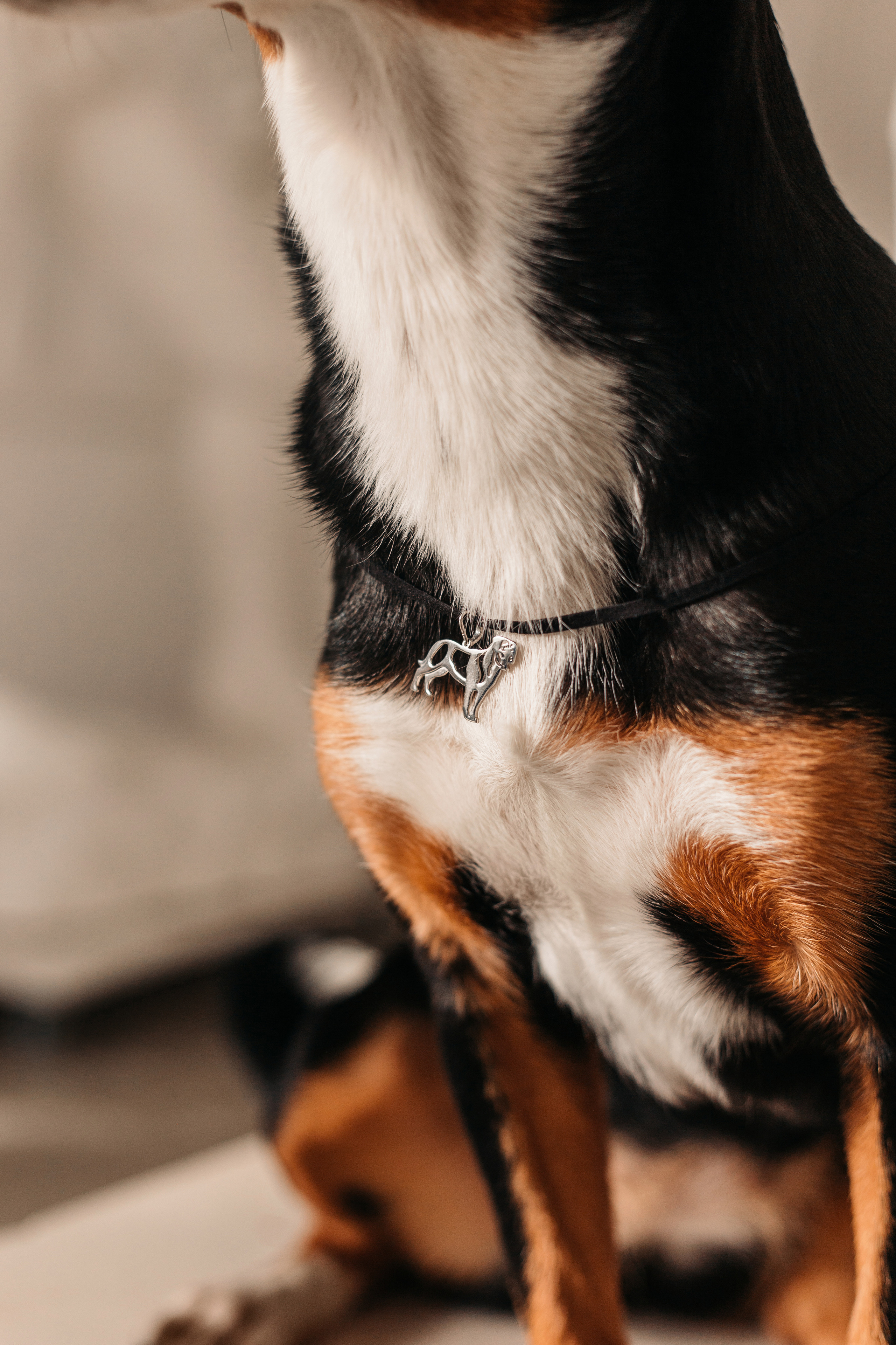 Украшения Diamond Animal. Фотограф-анималист Елена Радченко, Москва