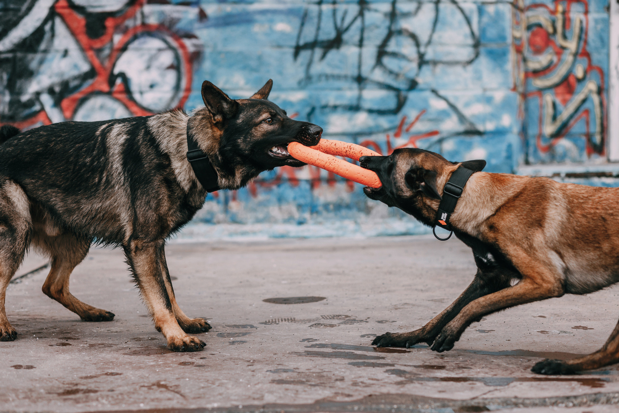 Ошейники Tame flame. Фотограф-анималист Елена Радченко, Москва