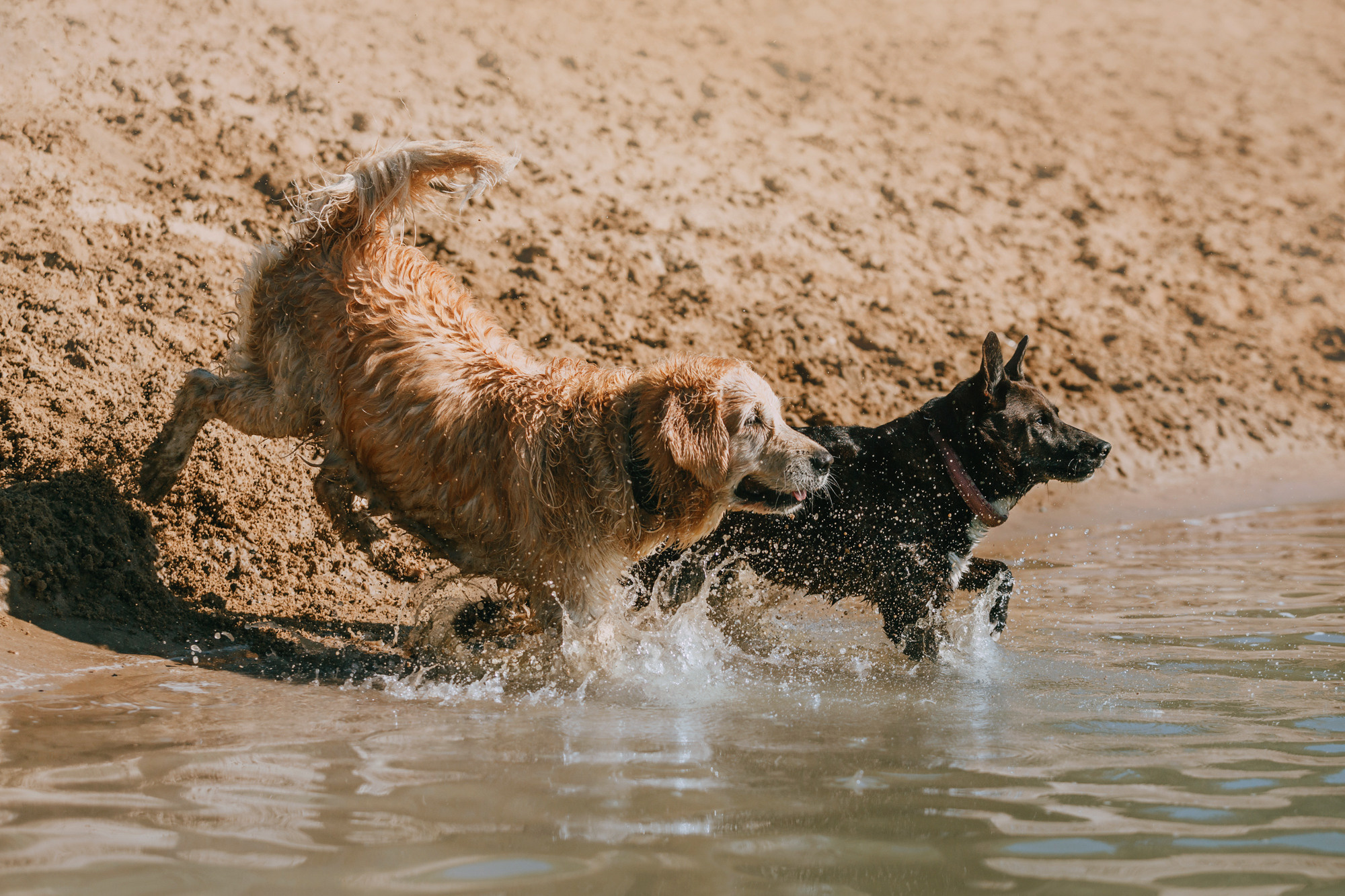 Бэлла и Альма. Фотограф-анималист Елена Радченко, Москва