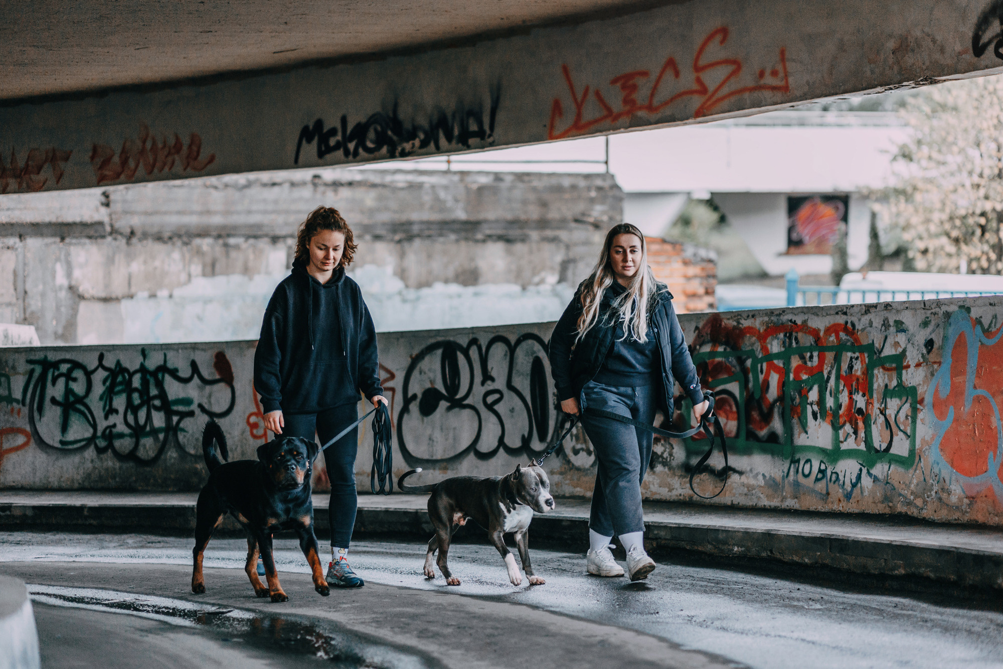 Ошейники Tame flame. Фотограф-анималист Елена Радченко, Москва