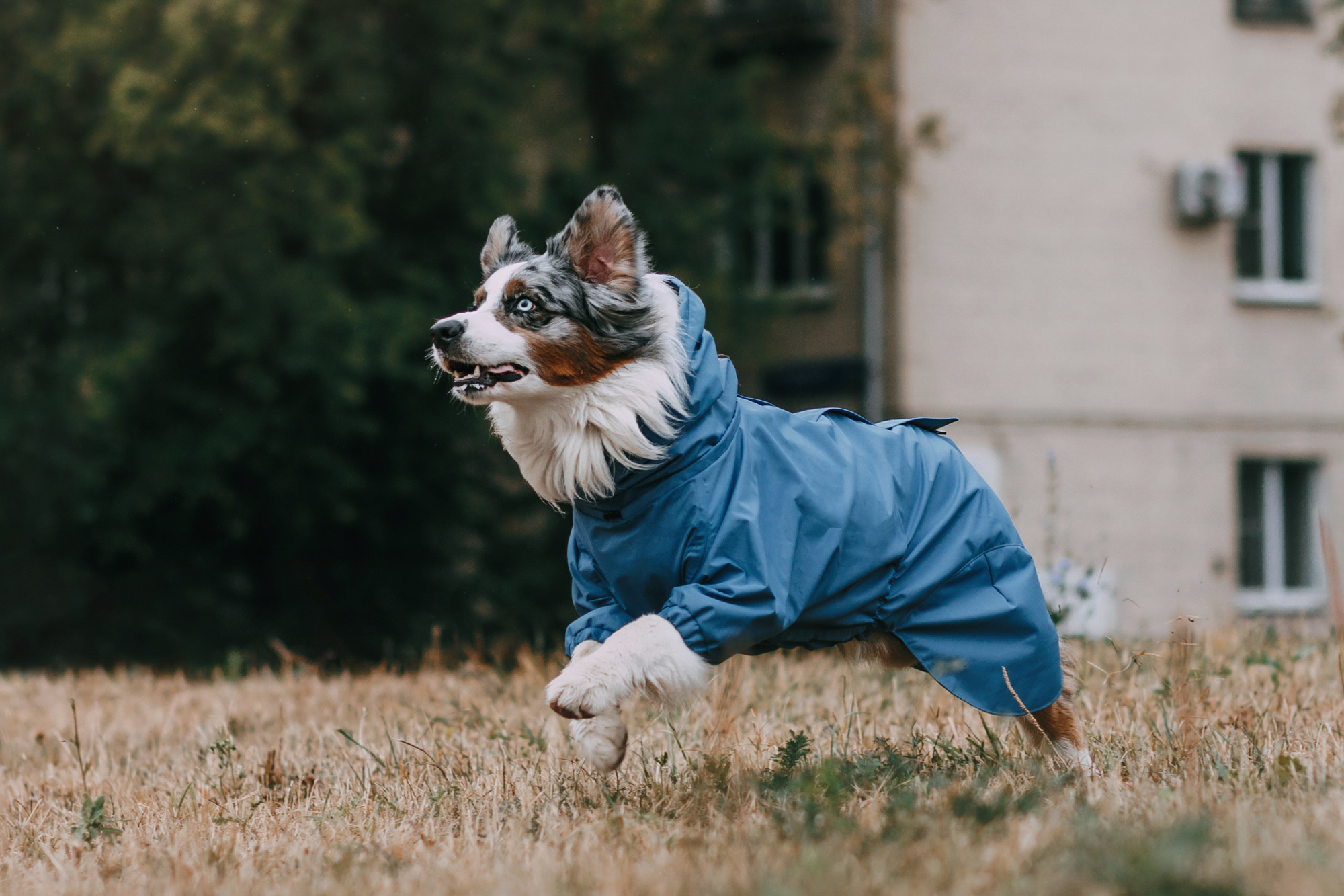 Одежда Armored dog. Фотограф-анималист Елена Радченко, Москва