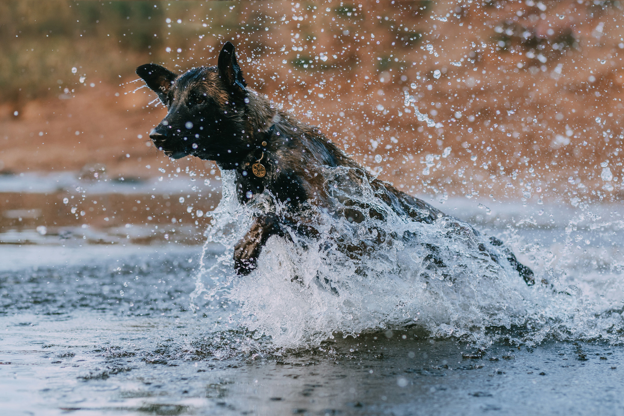 Полина и Ишка. Фотограф-анималист Елена Радченко, Москва