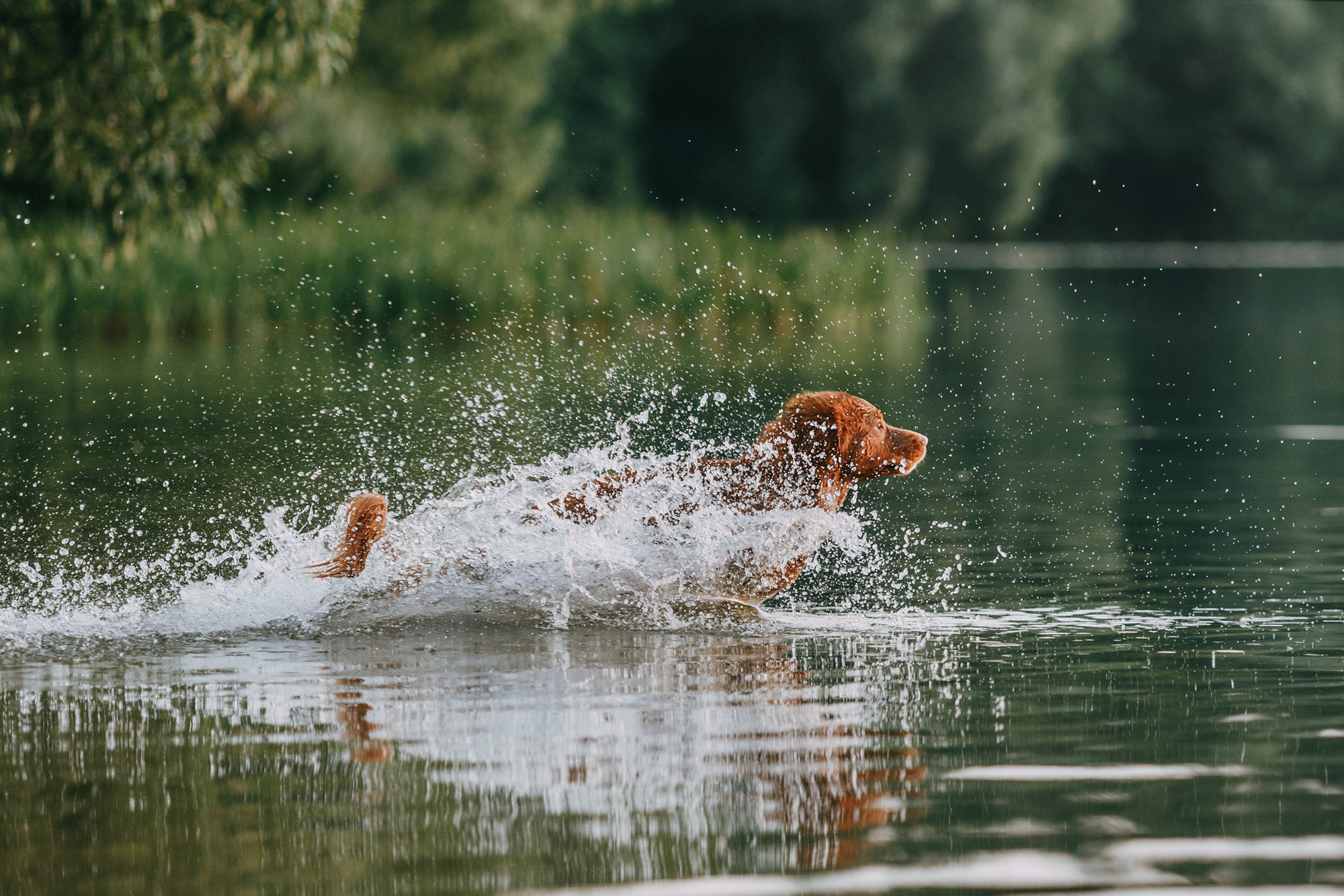 Бублик. Фотограф-анималист Елена Радченко, Москва