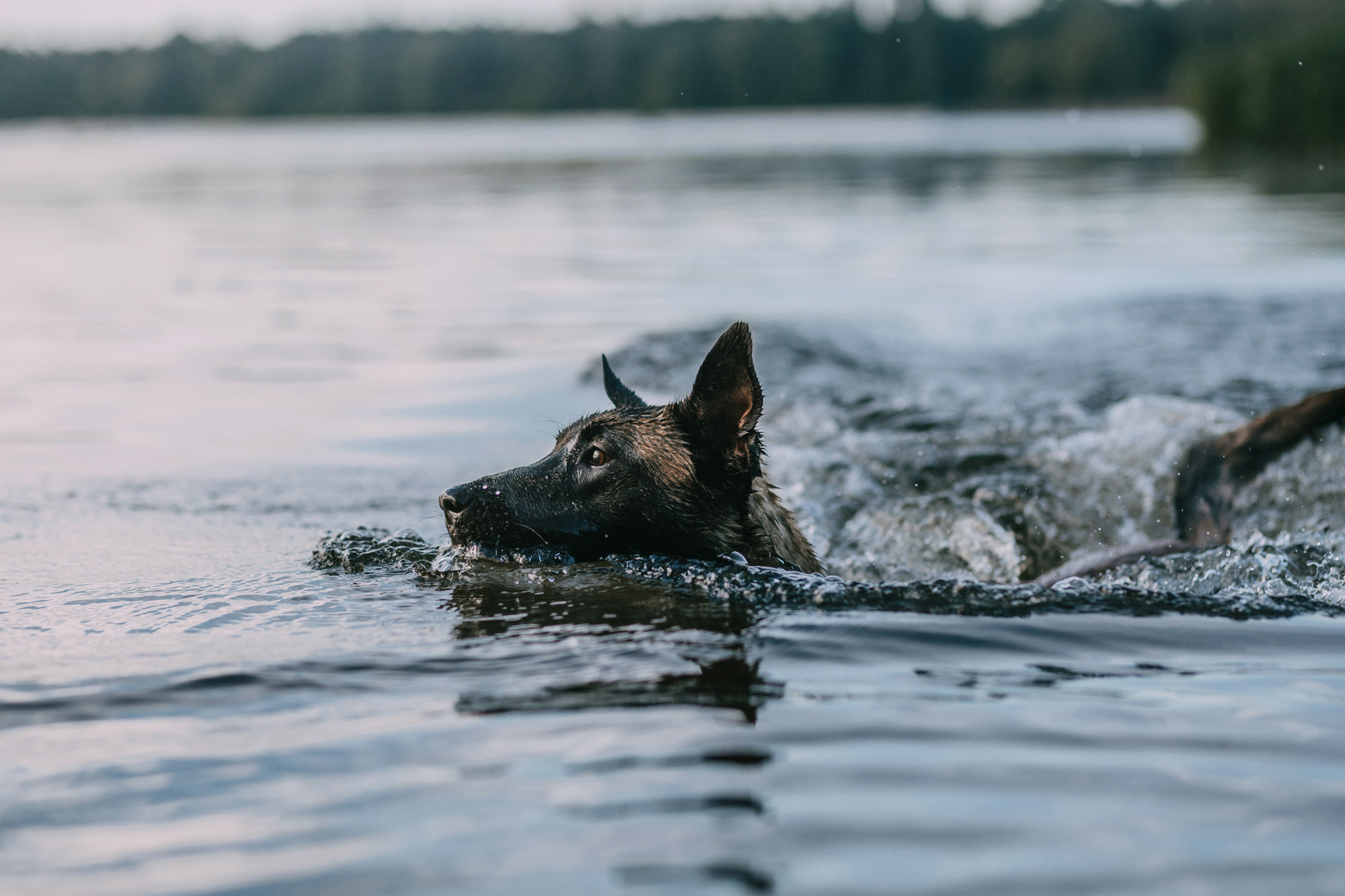 Полина и Ишка. Фотограф-анималист Елена Радченко, Москва