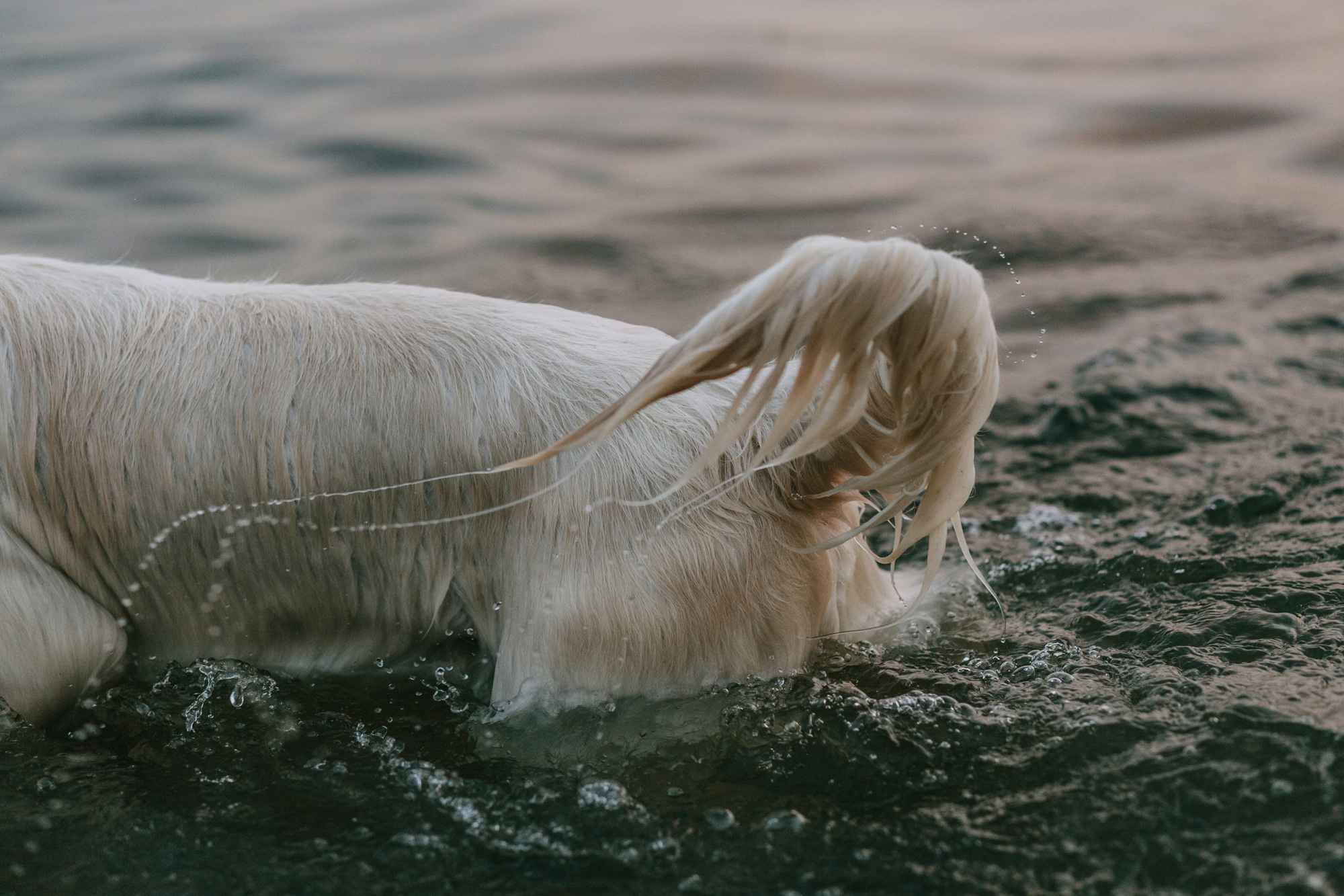 Ольга и Винни. Фотограф-анималист Елена Радченко, Москва