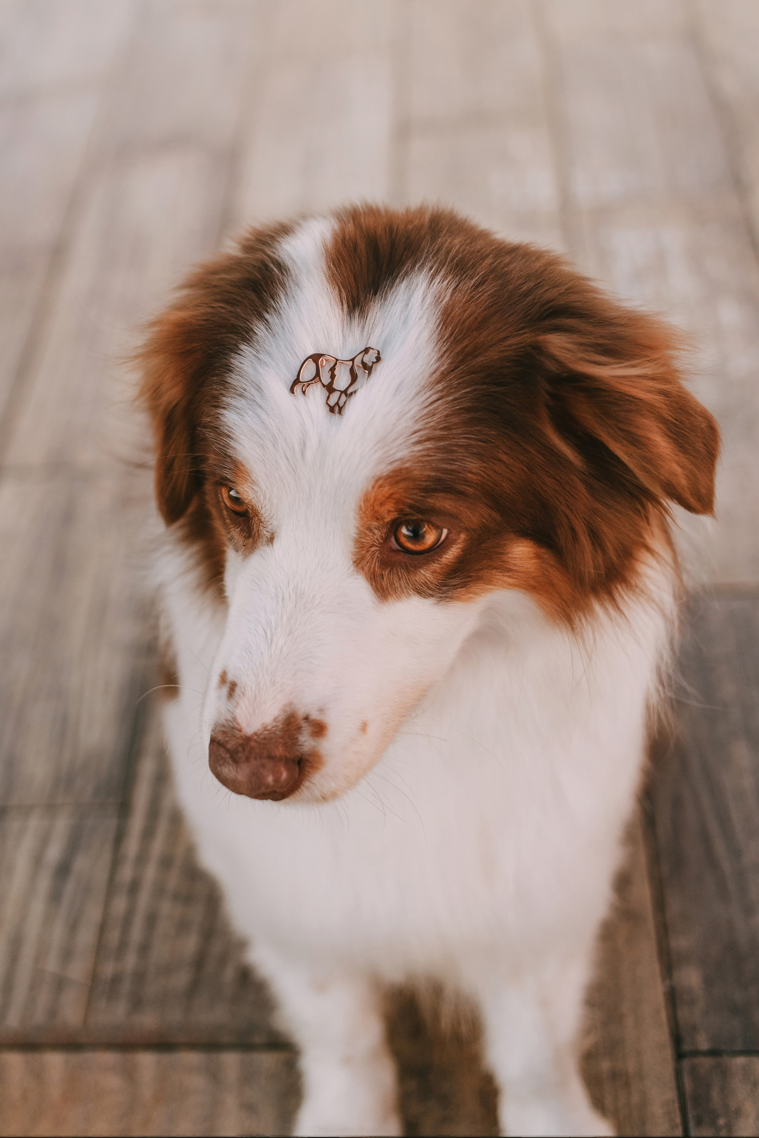 Украшения Diamond Animal. Фотограф-анималист Елена Радченко, Москва
