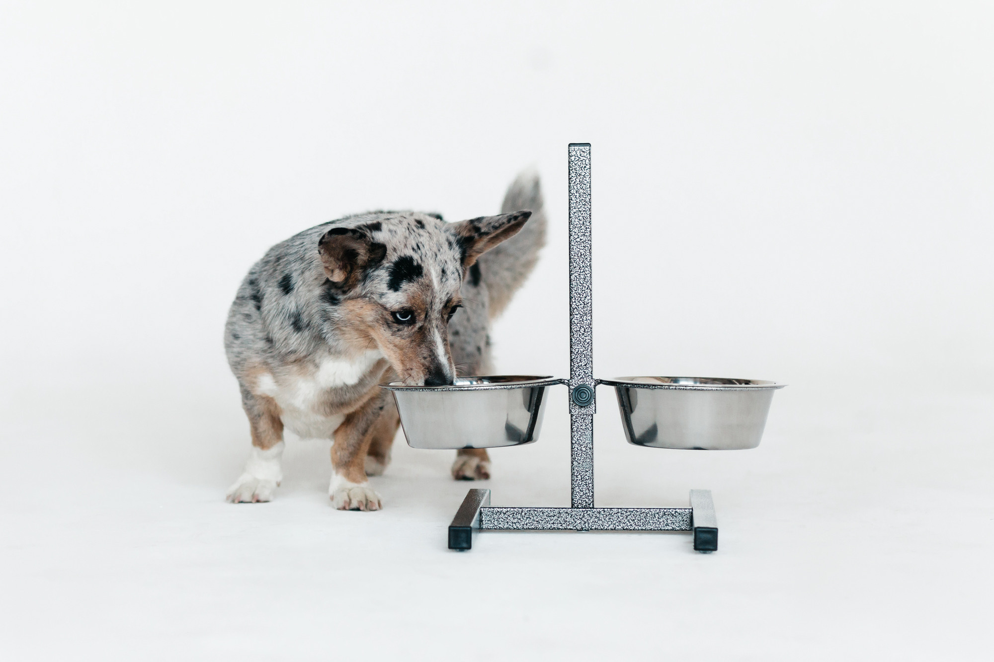 Магазин Каскад. Фотограф-анималист Елена Радченко, Москва