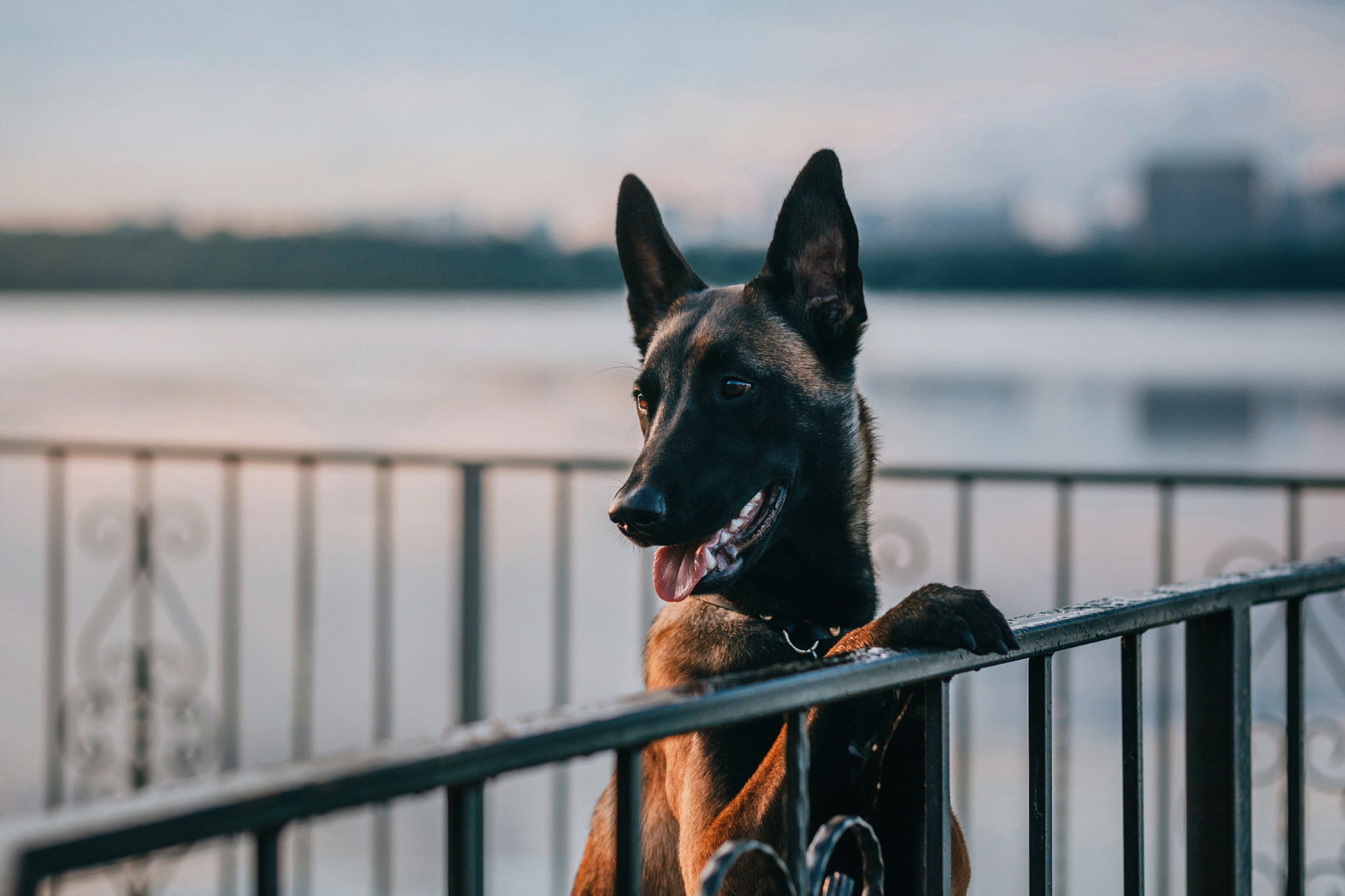 Полина и Ишка. Фотограф-анималист Елена Радченко, Москва