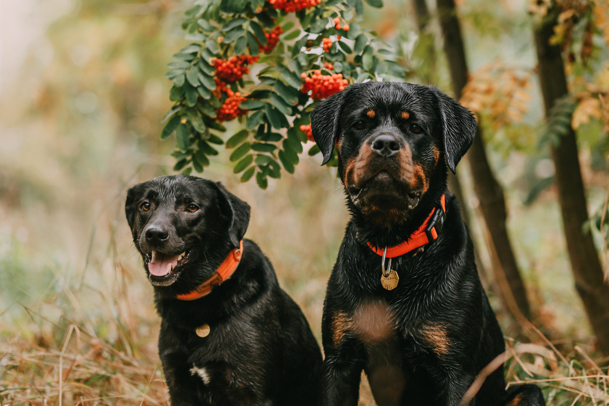 Виктория, Финн и Ливи. Фотограф-анималист Елена Радченко, Москва