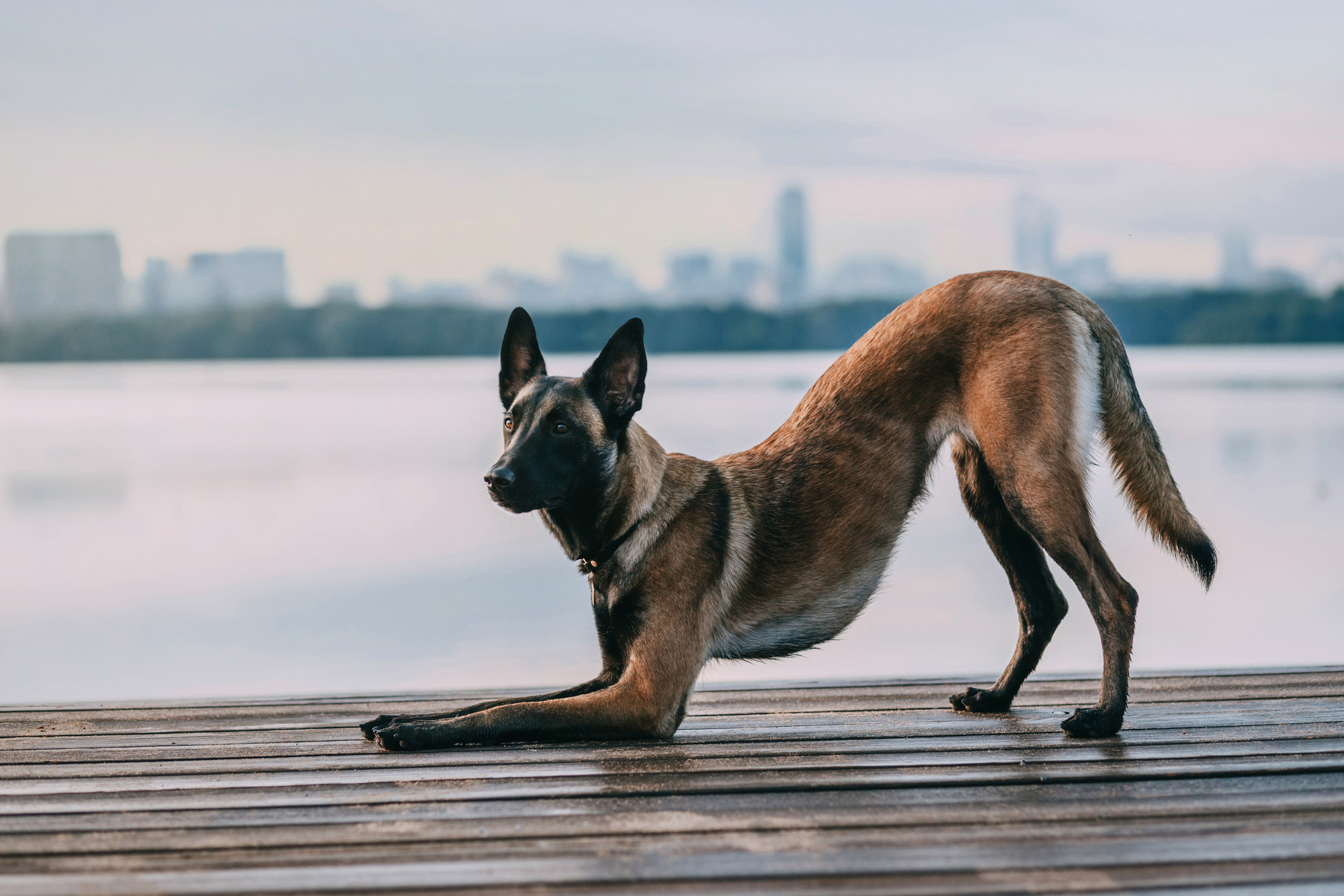 Полина и Ишка. Фотограф-анималист Елена Радченко, Москва