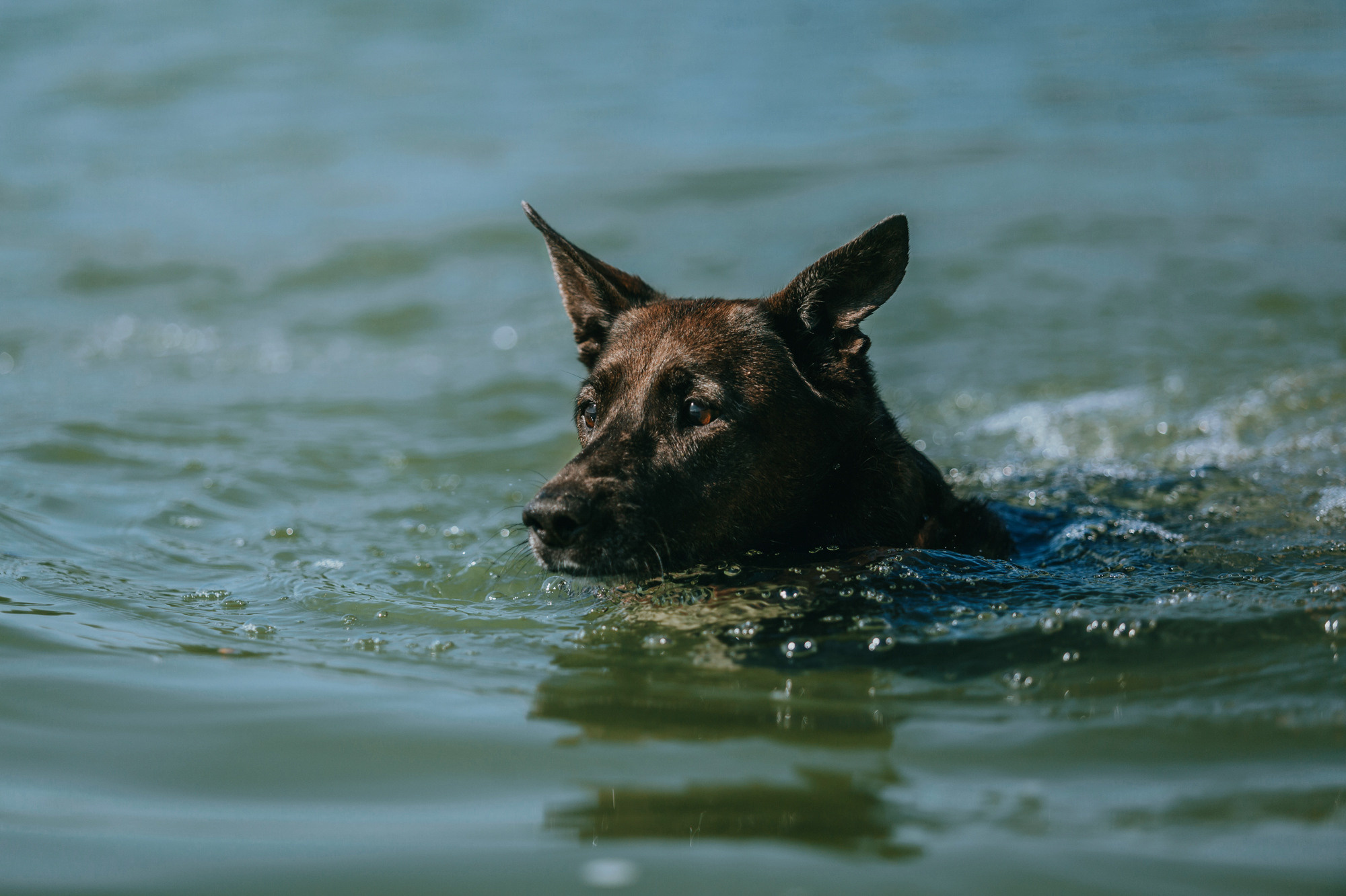 Бэлла и Альма. Фотограф-анималист Елена Радченко, Москва