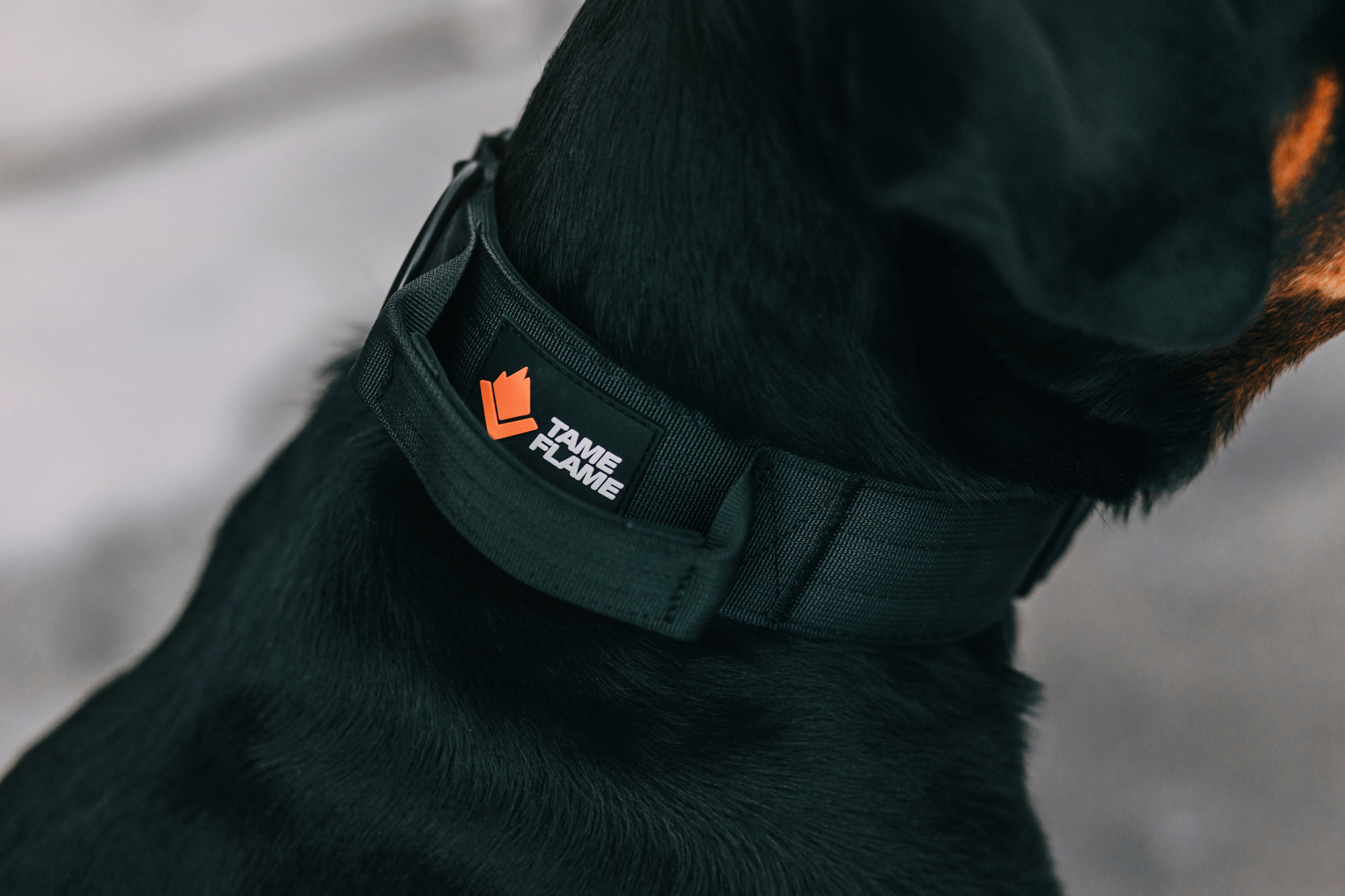 Ошейники Tame flame. Фотограф-анималист Елена Радченко, Москва