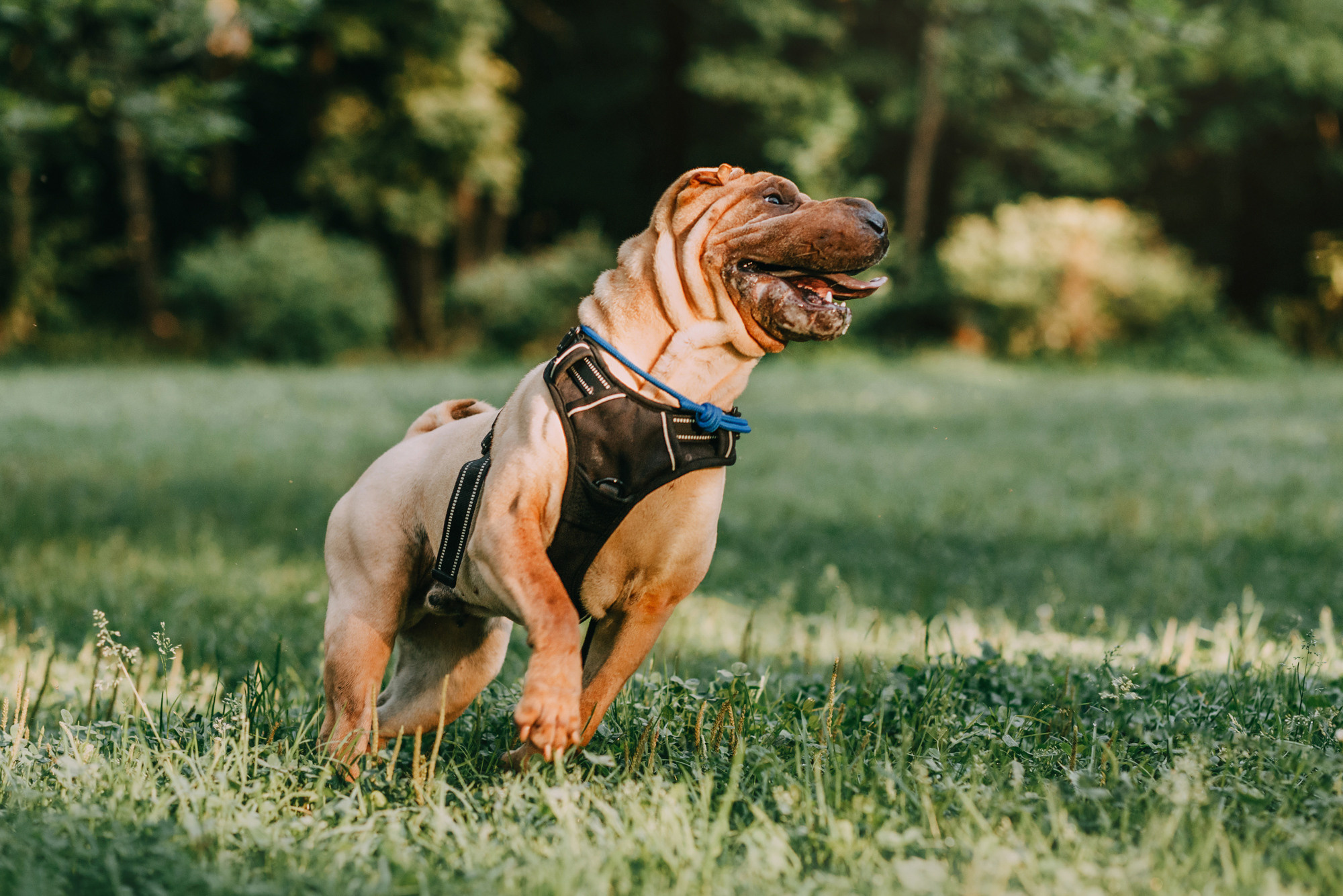 Аппа. Фотограф-анималист Елена Радченко, Москва