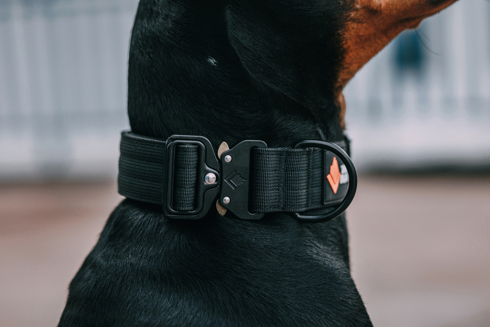 Ошейники Tame flame. Фотограф-анималист Елена Радченко, Москва