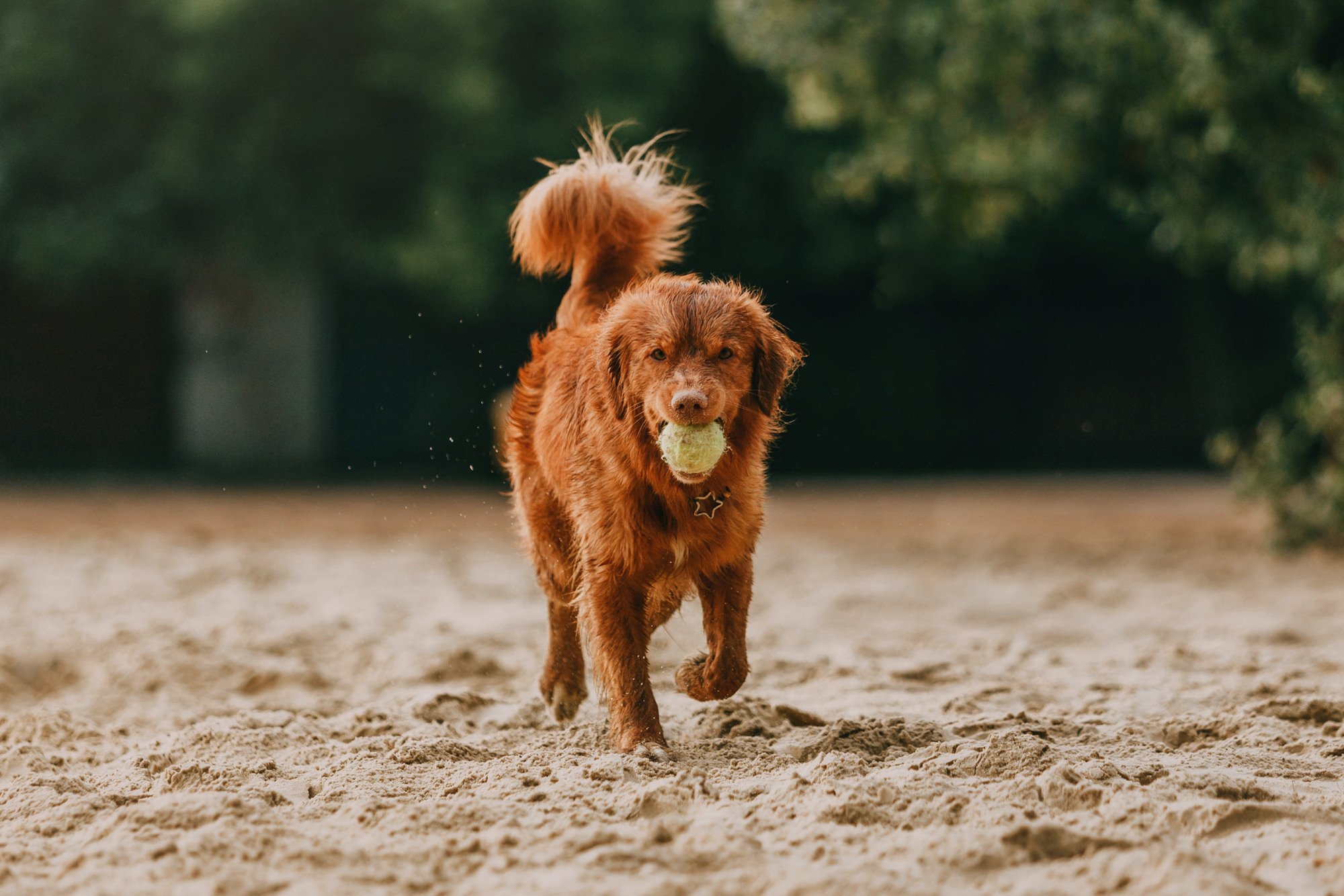 Бублик. Фотограф-анималист Елена Радченко, Москва