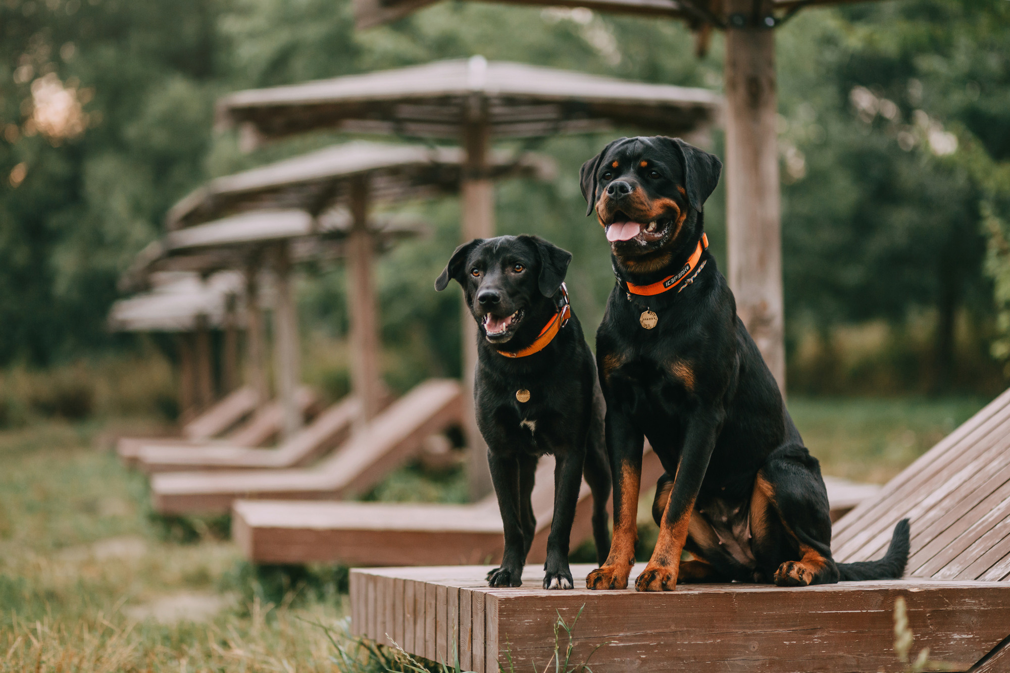 Виктория, Финн и Ливи. Фотограф-анималист Елена Радченко, Москва