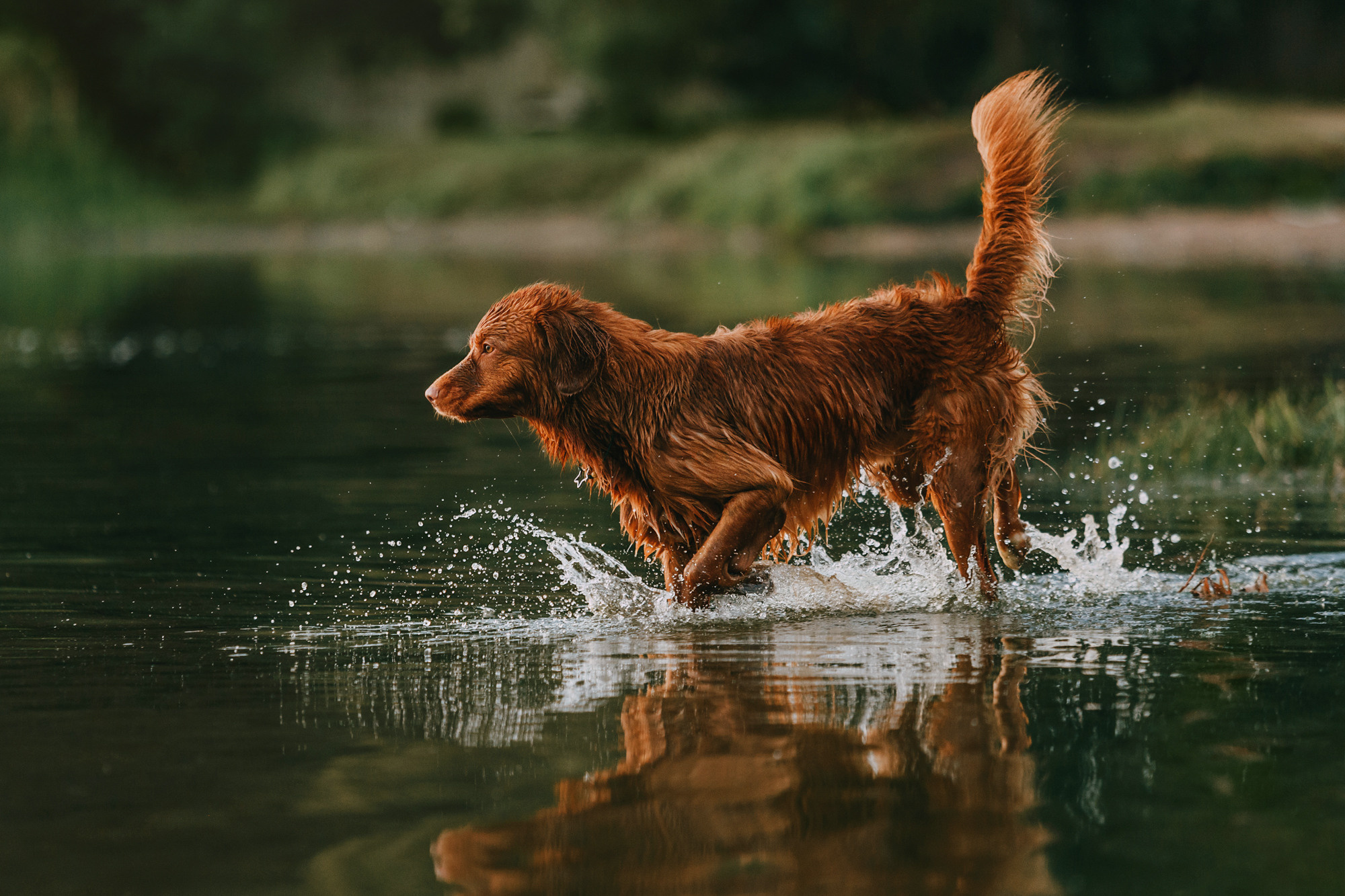 Бублик. Фотограф-анималист Елена Радченко, Москва