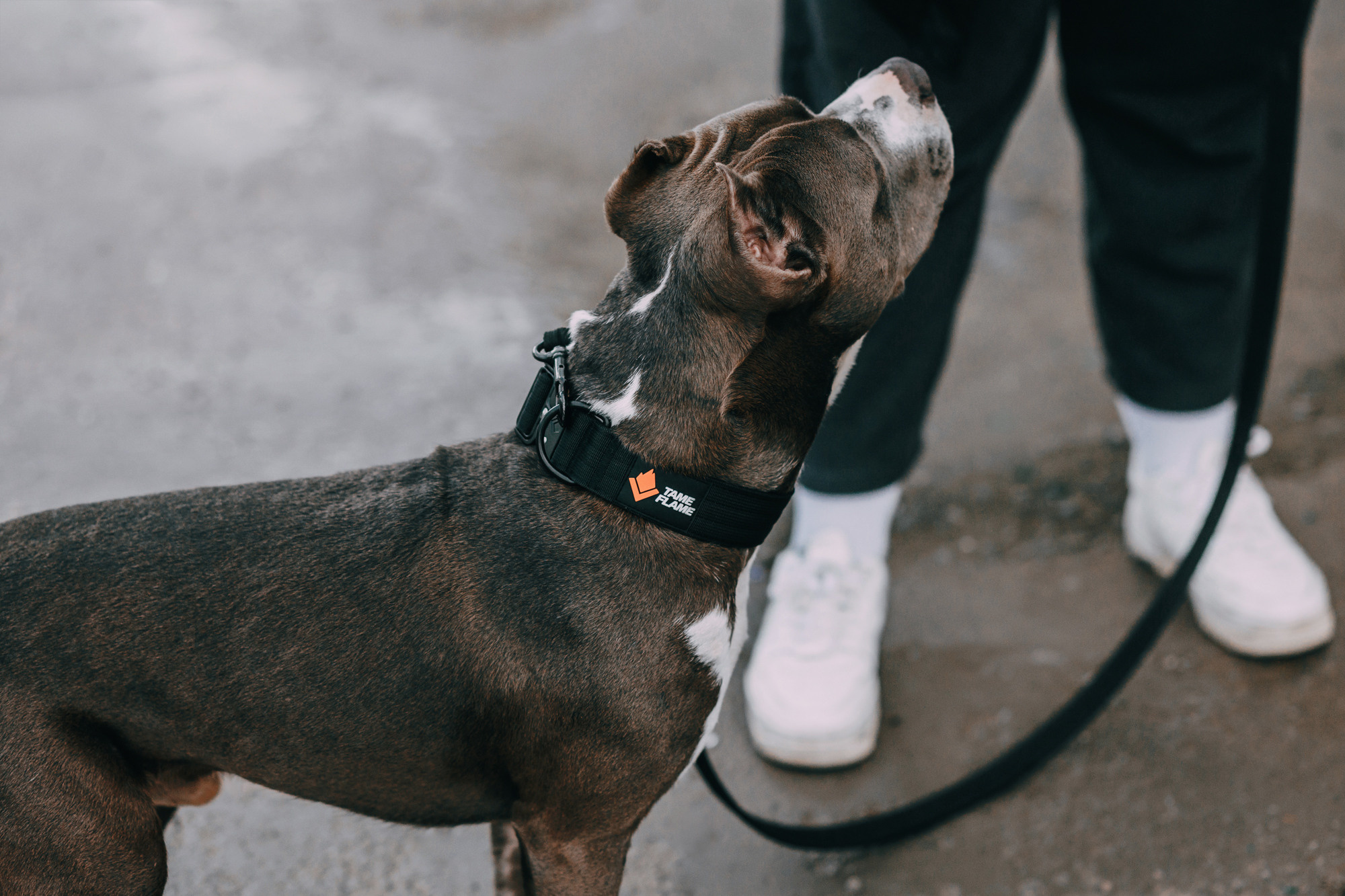 Ошейники Tame flame. Фотограф-анималист Елена Радченко, Москва