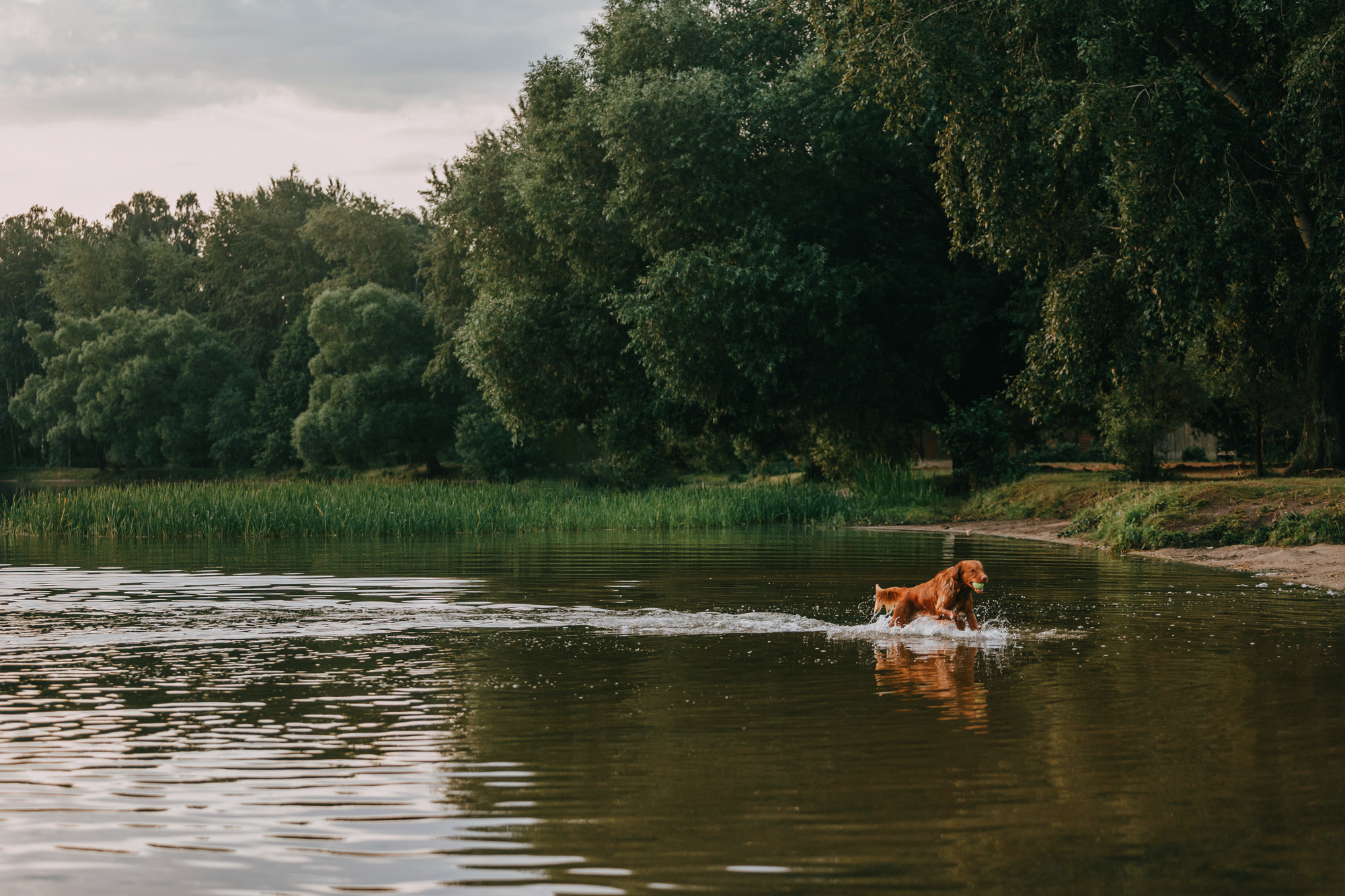 Бублик. Фотограф-анималист Елена Радченко, Москва
