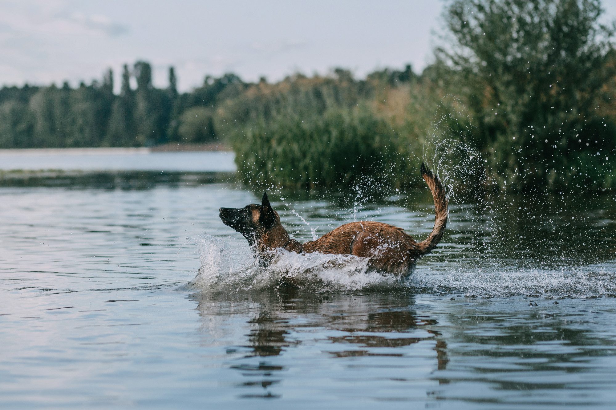 Полина и Ишка. Фотограф-анималист Елена Радченко, Москва