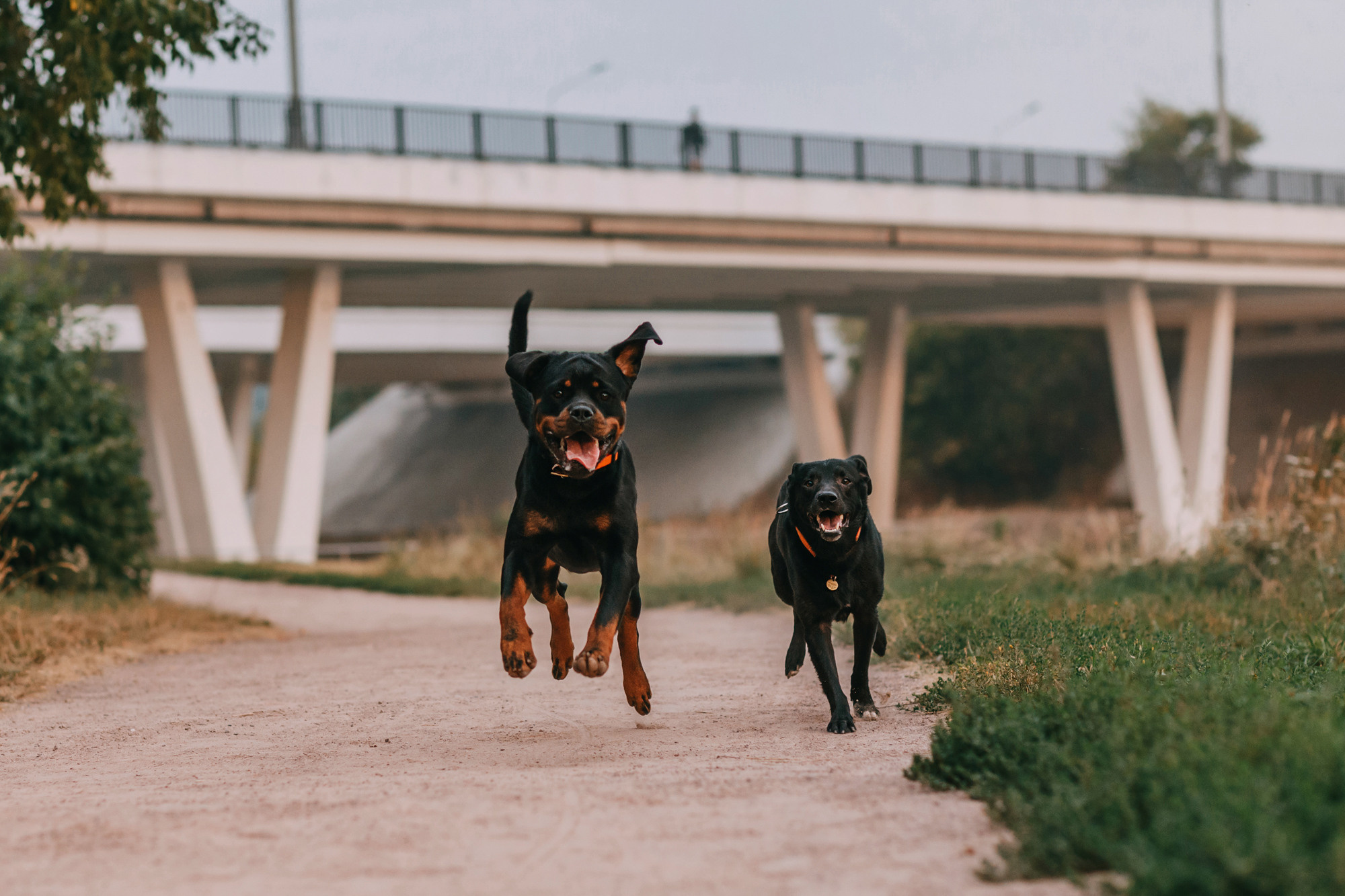 Виктория, Финн и Ливи. Фотограф-анималист Елена Радченко, Москва
