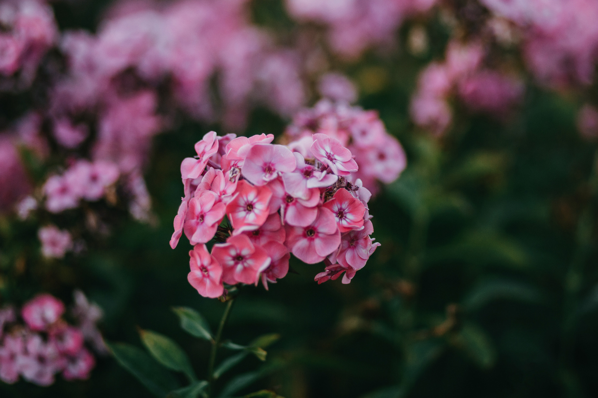 Марина, Максим и Дэй. Фотограф-анималист Елена Радченко, Москва