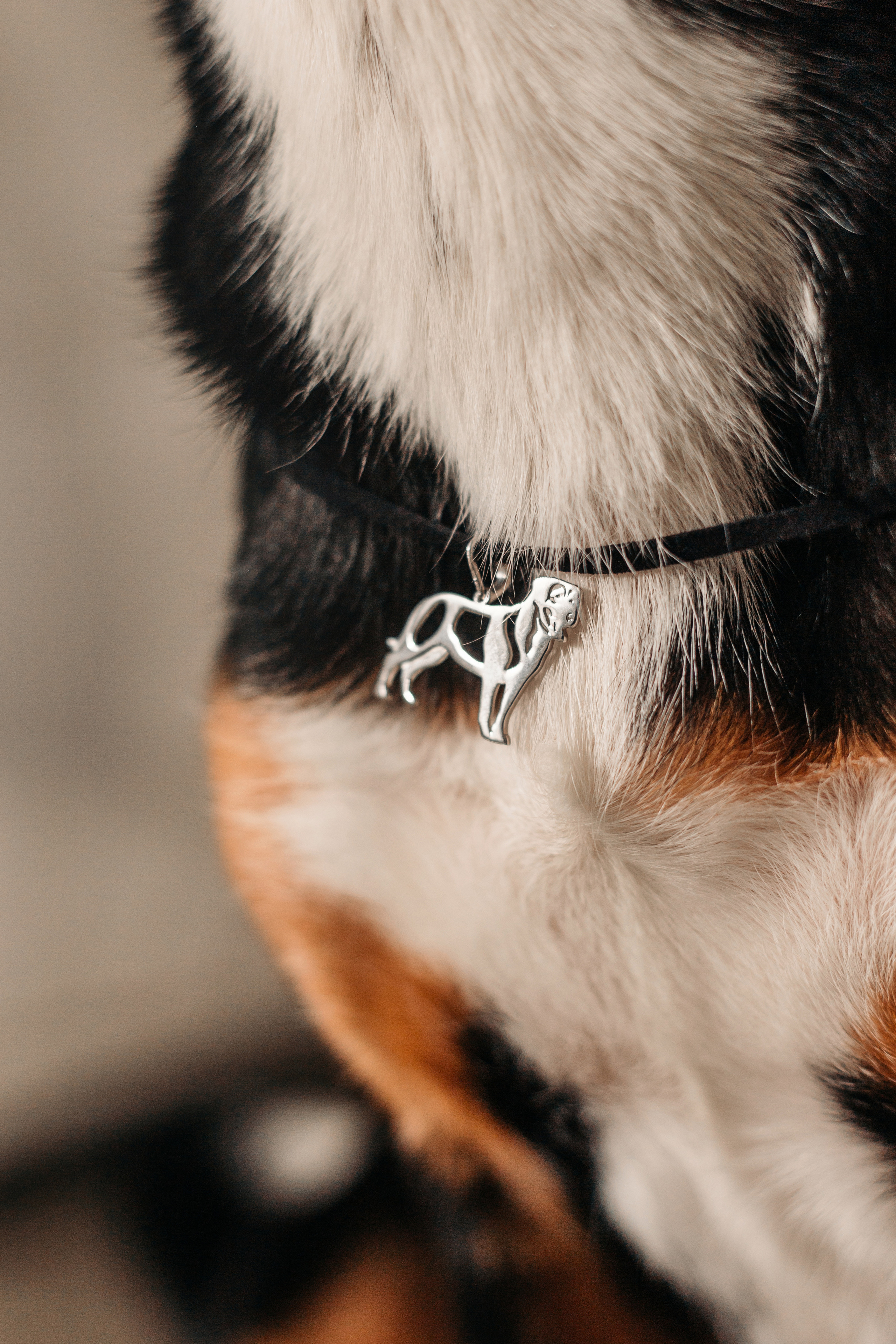 Украшения Diamond Animal. Фотограф-анималист Елена Радченко, Москва