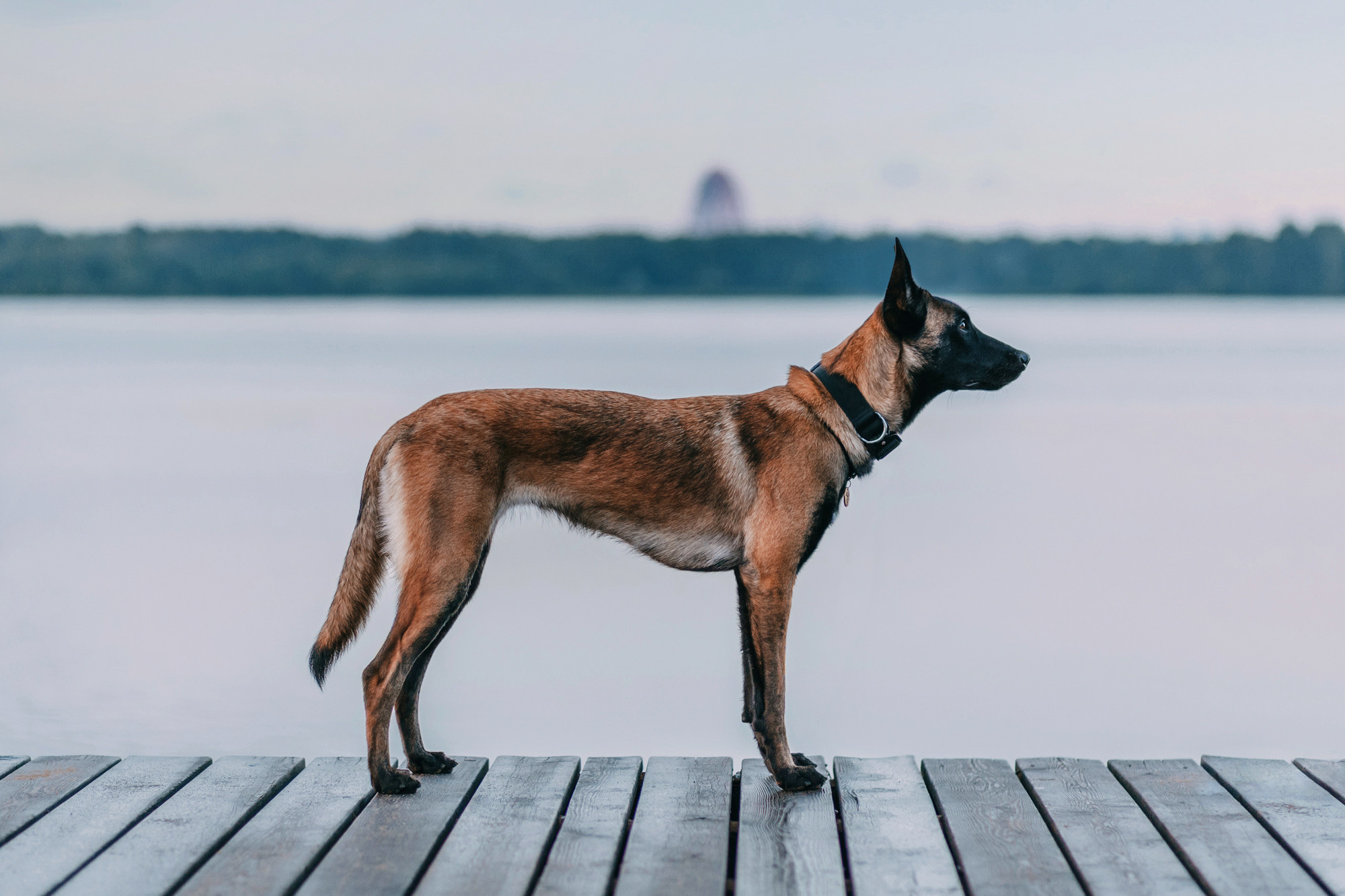 Полина и Ишка. Фотограф-анималист Елена Радченко, Москва