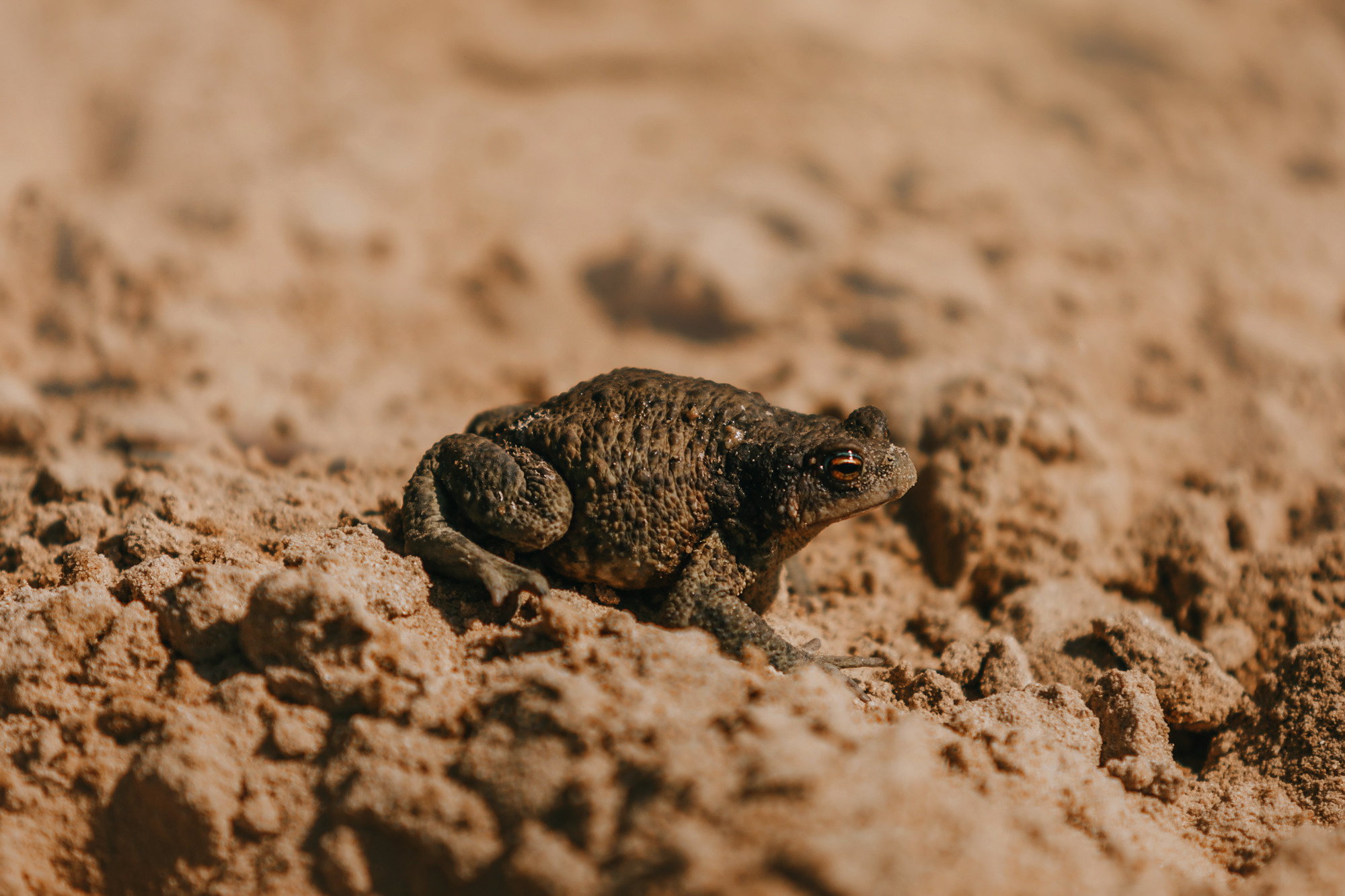 Бэлла и Альма. Фотограф-анималист Елена Радченко, Москва