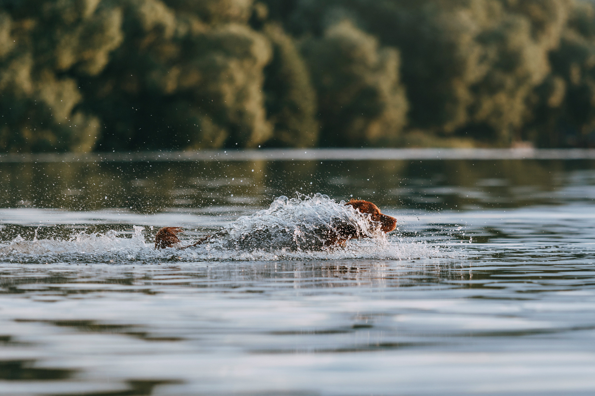 Бублик. Фотограф-анималист Елена Радченко, Москва