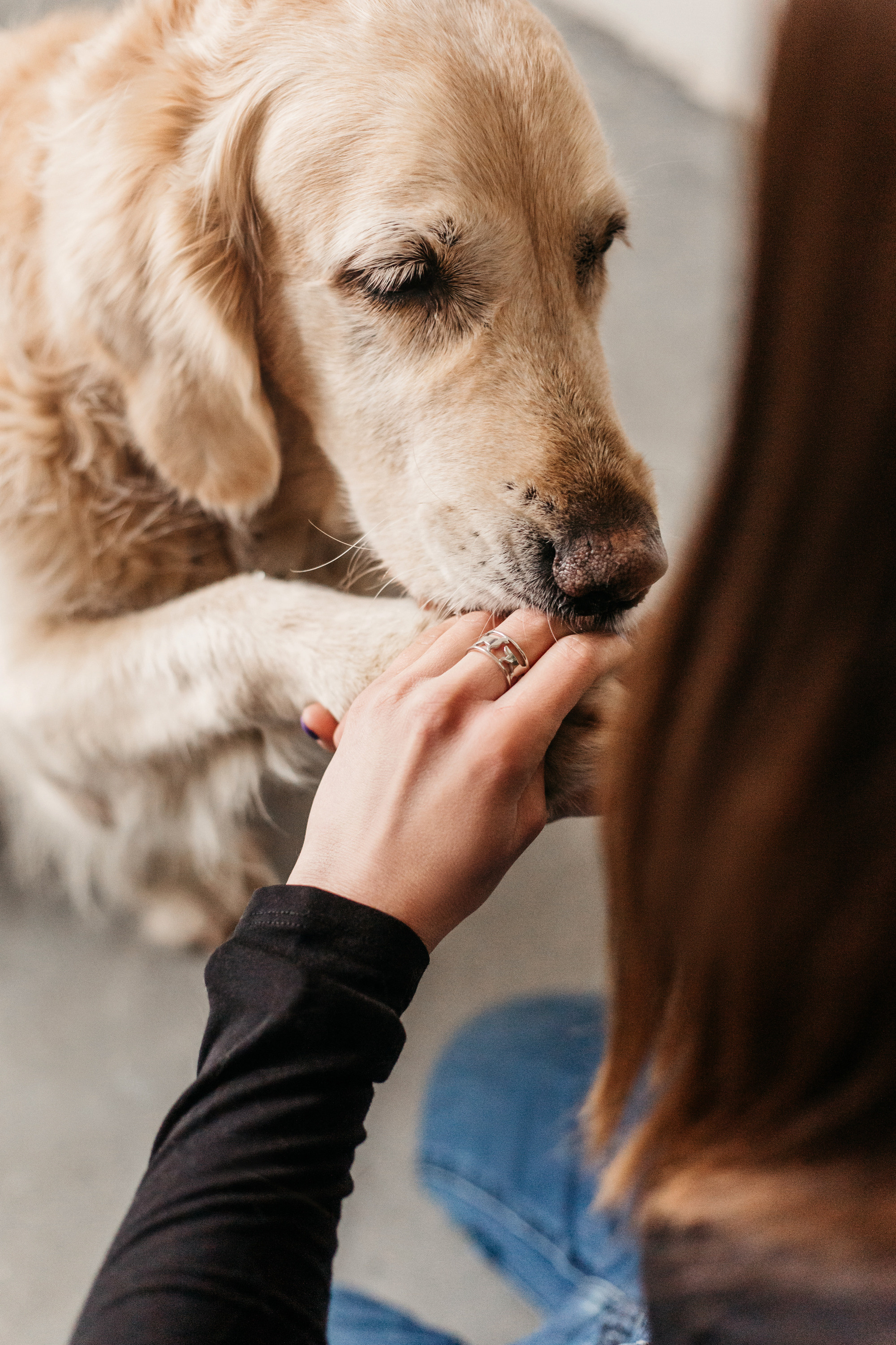 Украшения Diamond Animal. Фотограф-анималист Елена Радченко, Москва