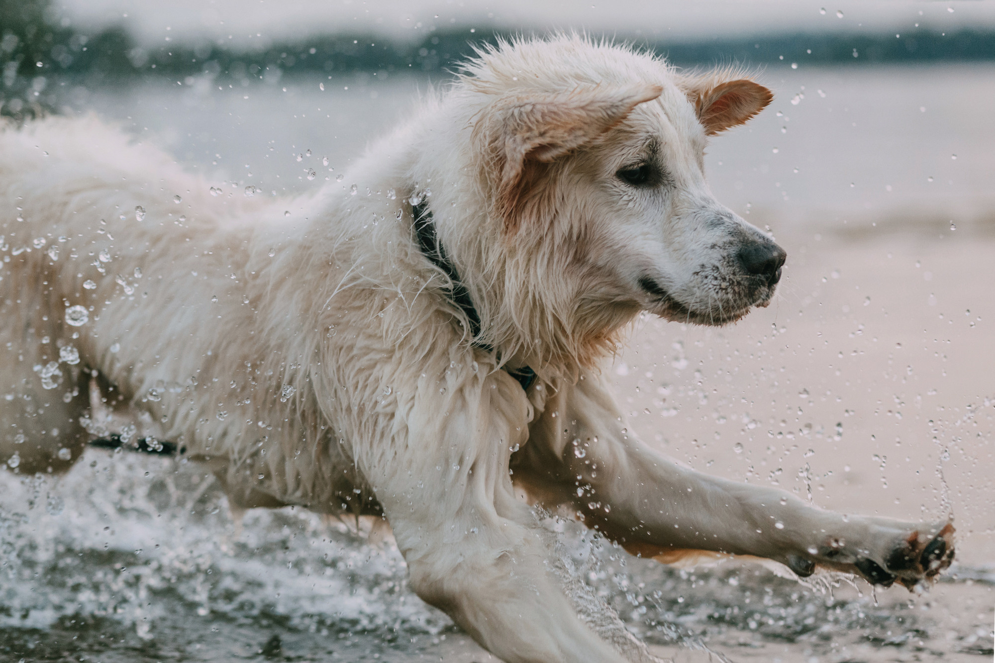 Ольга и Винни. Фотограф-анималист Елена Радченко, Москва