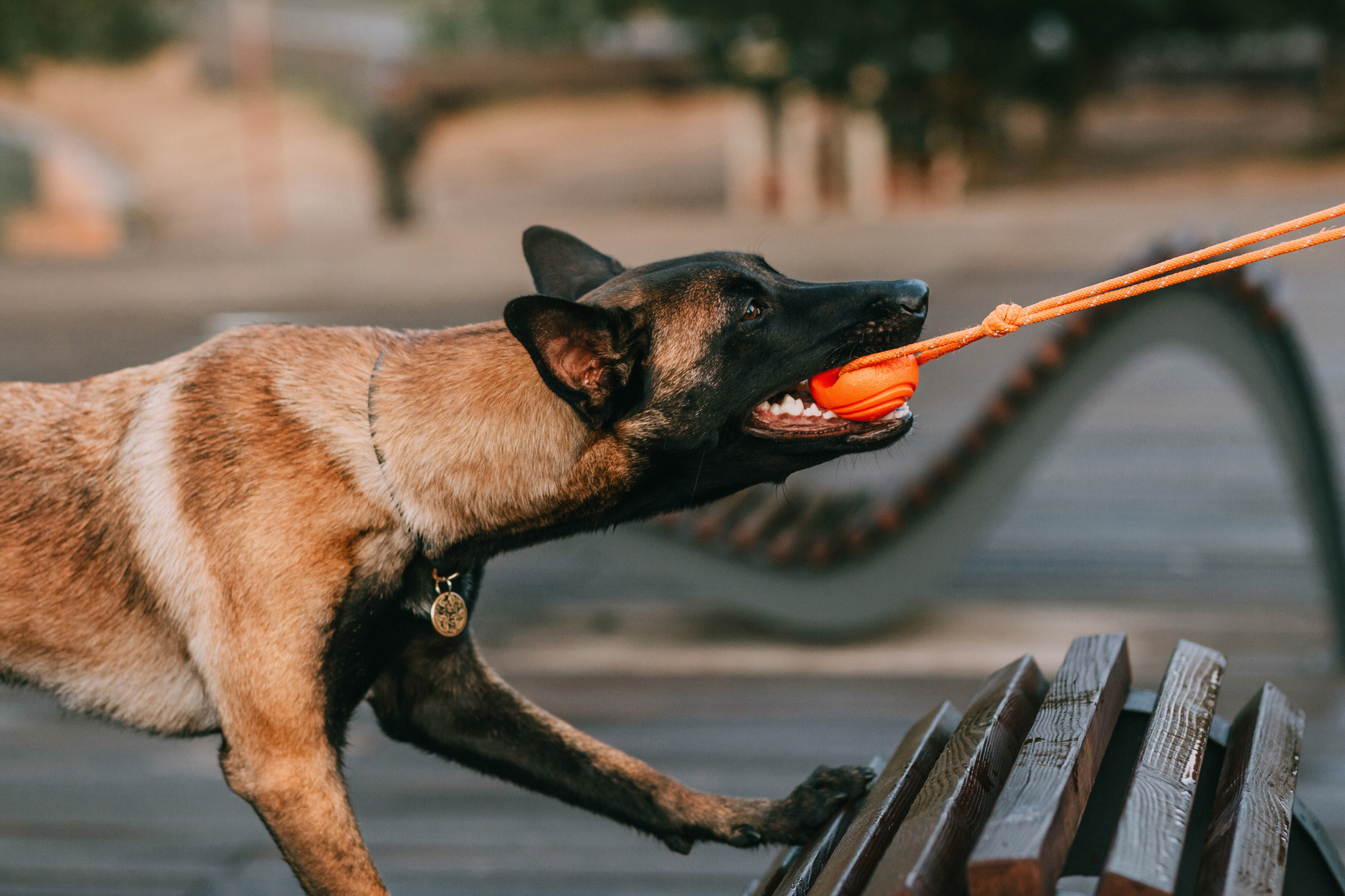 Полина и Ишка. Фотограф-анималист Елена Радченко, Москва