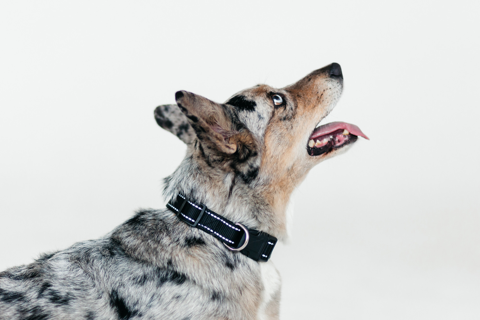 Магазин Каскад. Фотограф-анималист Елена Радченко, Москва