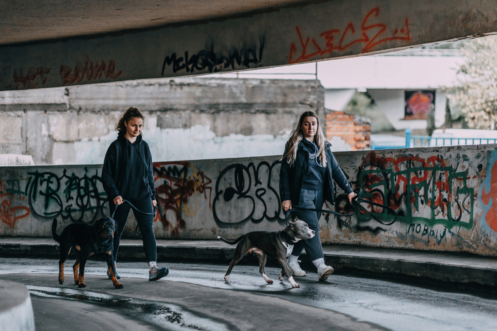 Ошейники Tame flame. Фотограф-анималист Елена Радченко, Москва