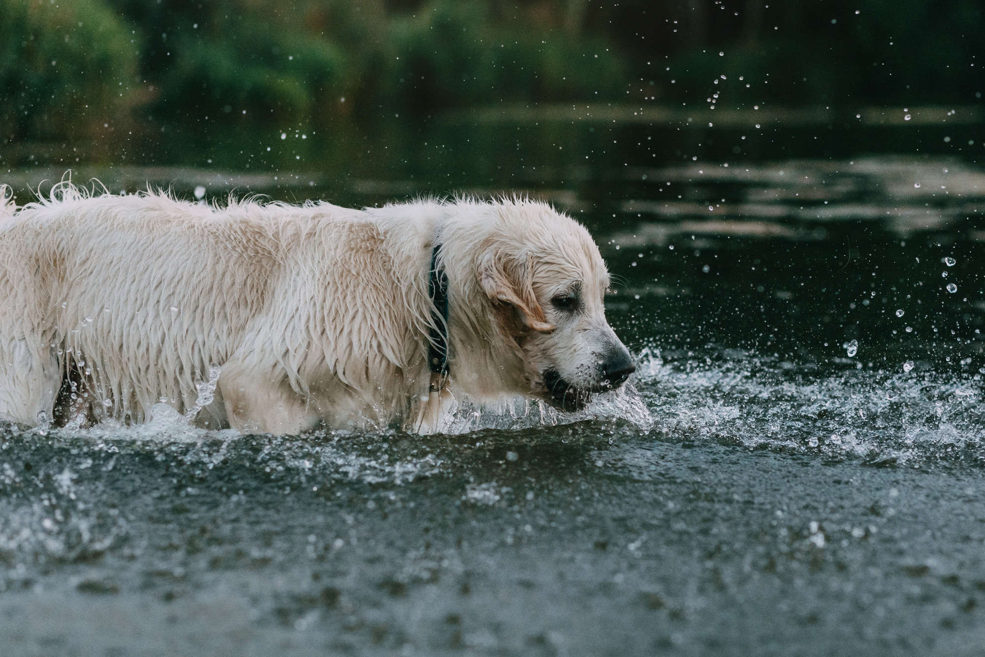 Ольга и Винни. Фотограф-анималист Елена Радченко, Москва