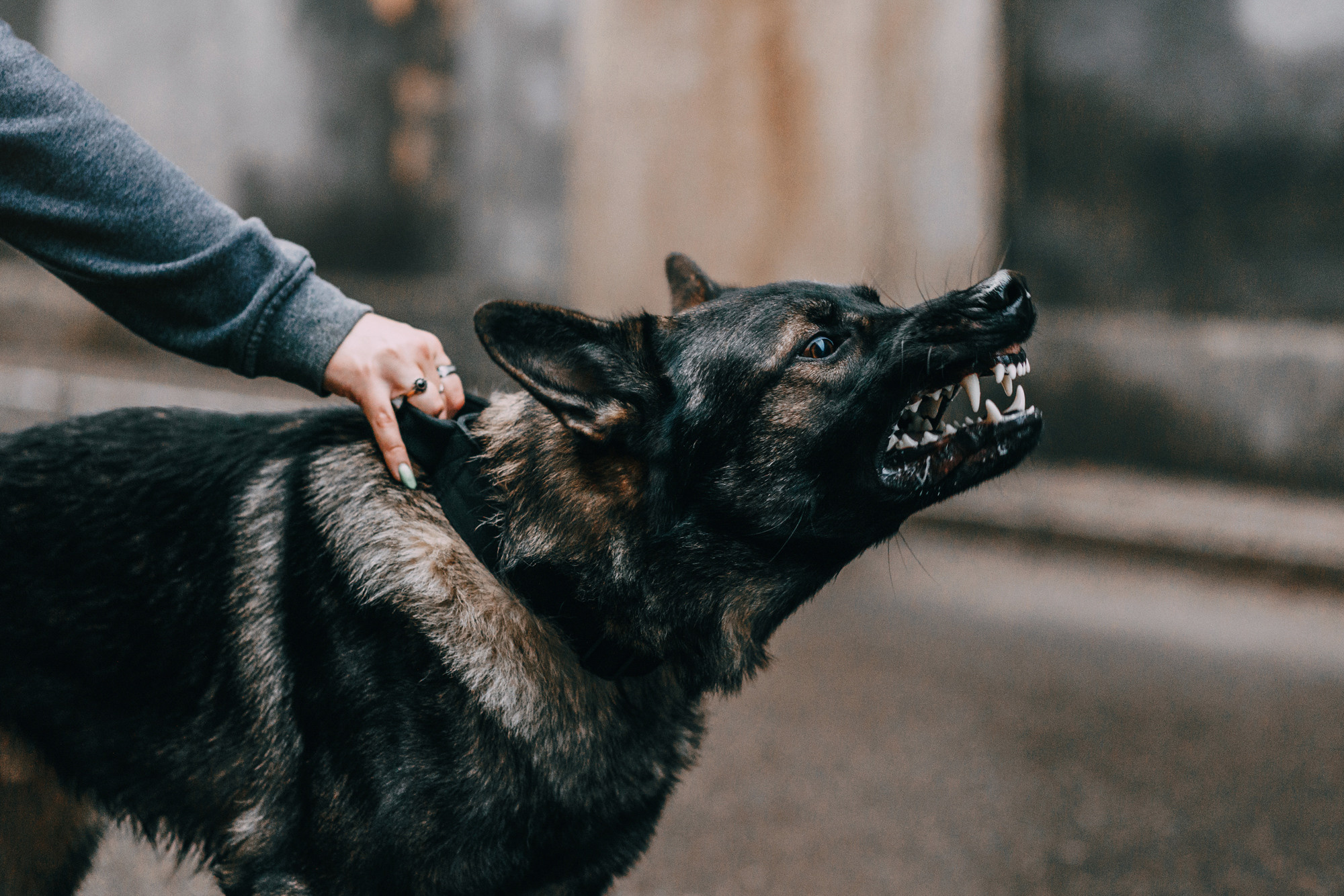 Ошейники Tame flame. Фотограф-анималист Елена Радченко, Москва
