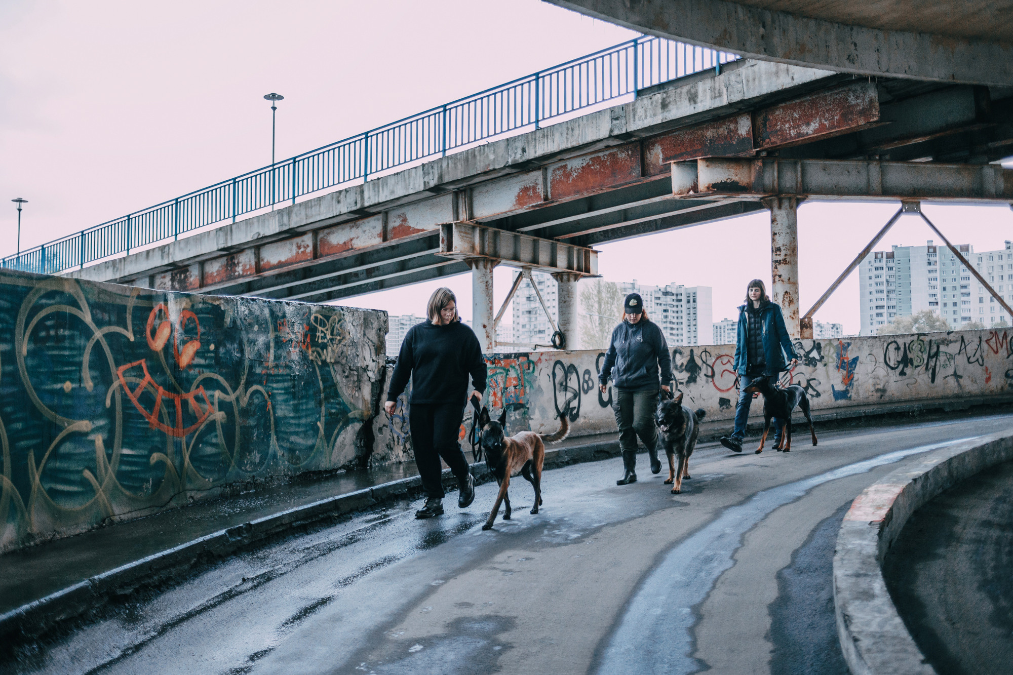 Ошейники Tame flame. Фотограф-анималист Елена Радченко, Москва