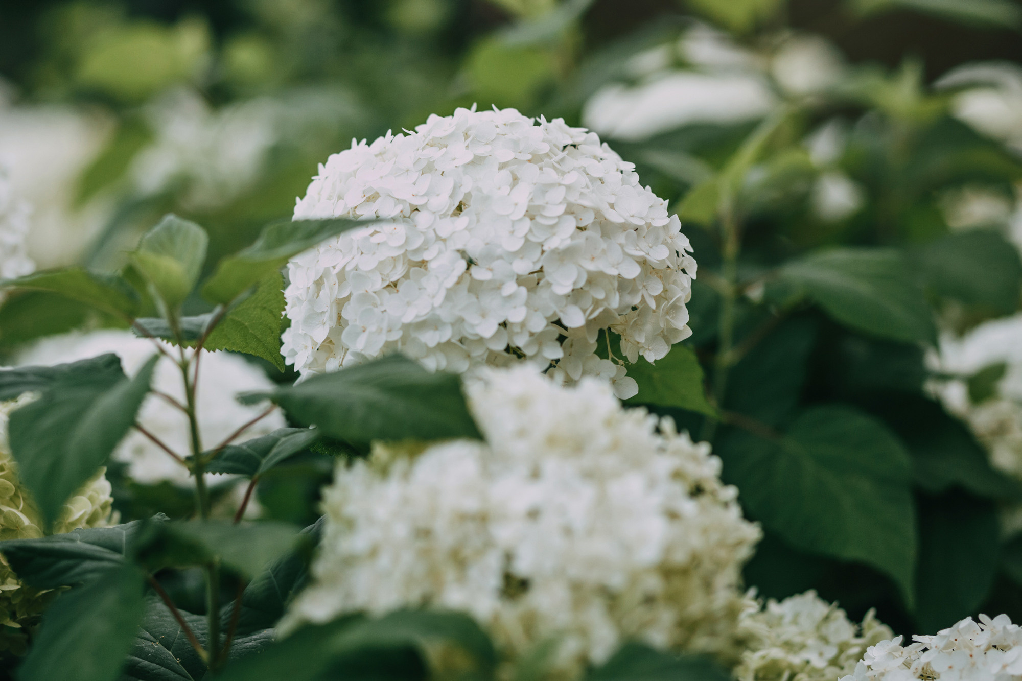 Аппа. Фотограф-анималист Елена Радченко, Москва