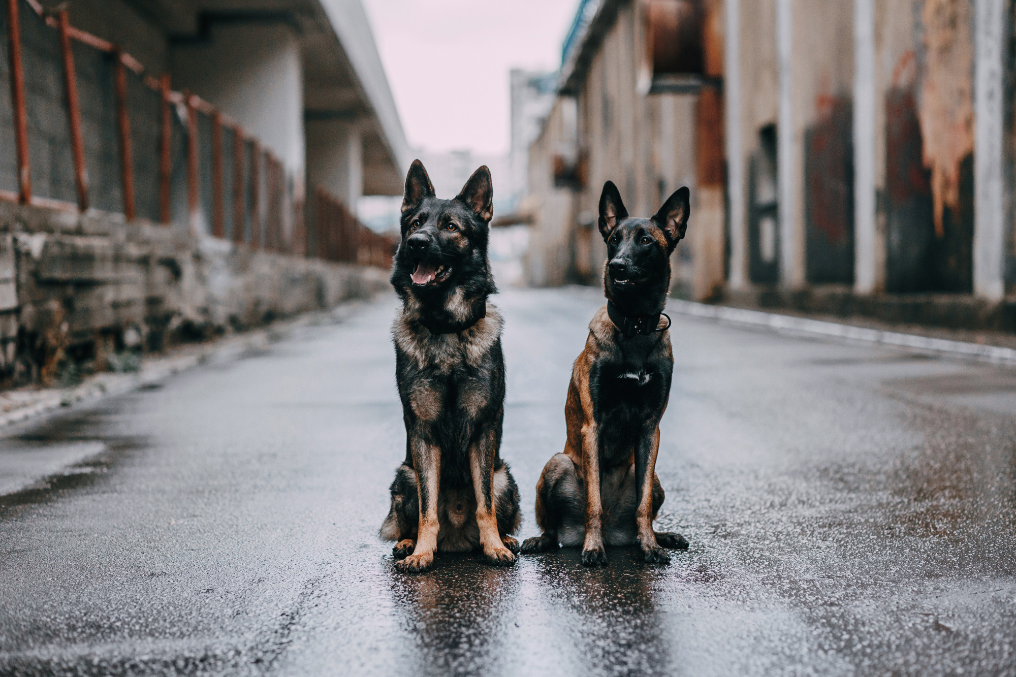 Ошейники Tame flame. Фотограф-анималист Елена Радченко, Москва