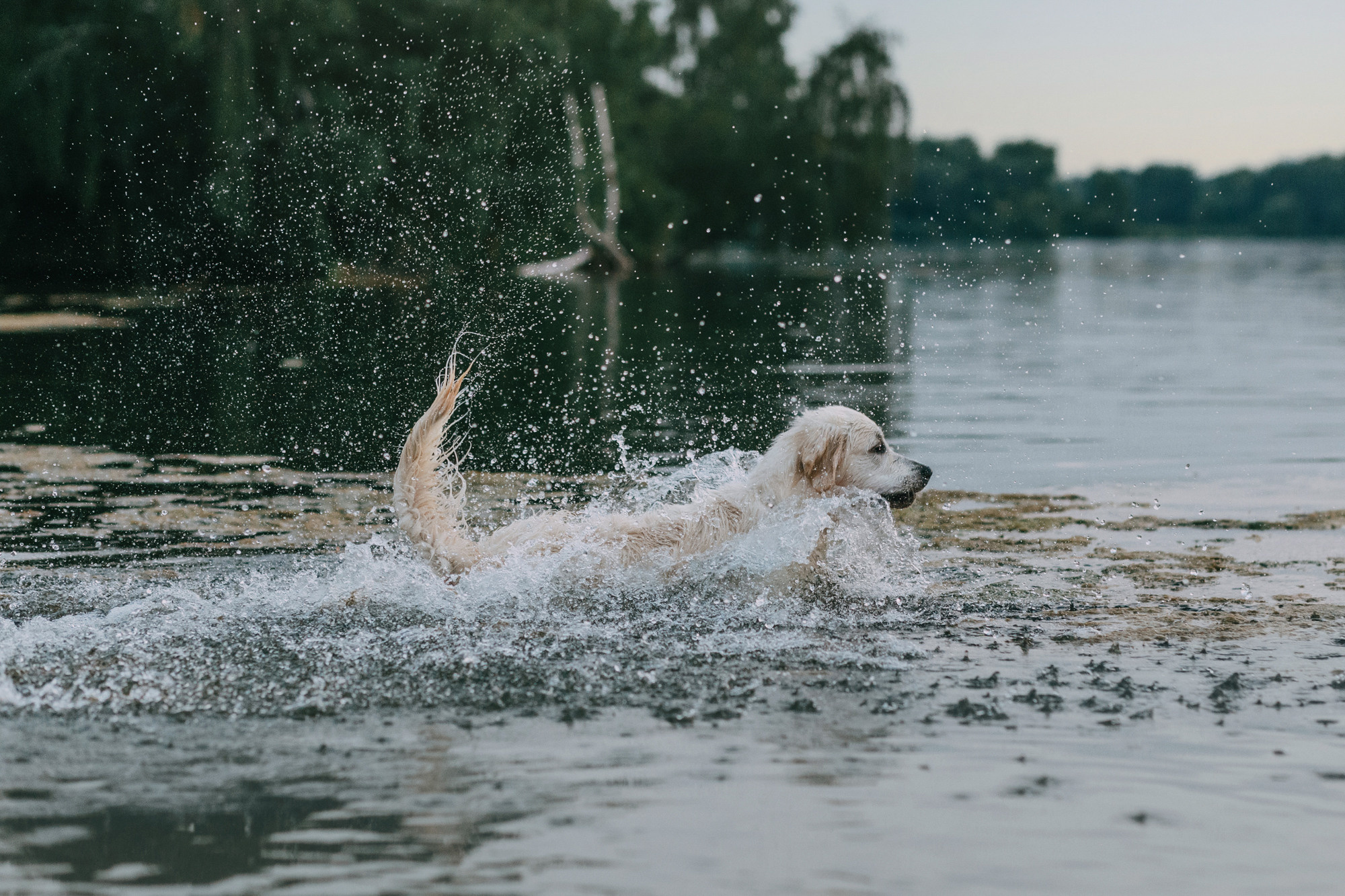 Ольга и Винни. Фотограф-анималист Елена Радченко, Москва