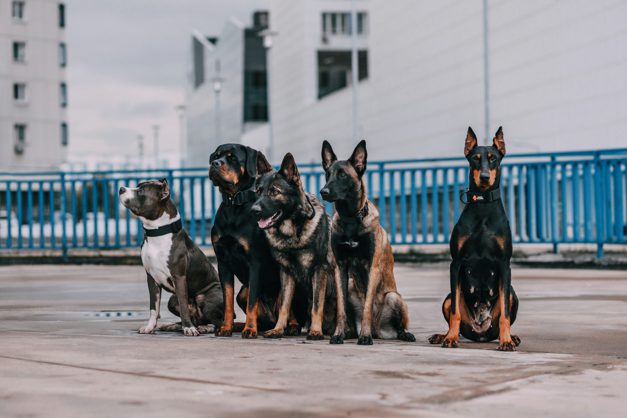 Ошейники Tame flame. Фотограф-анималист Елена Радченко, Москва