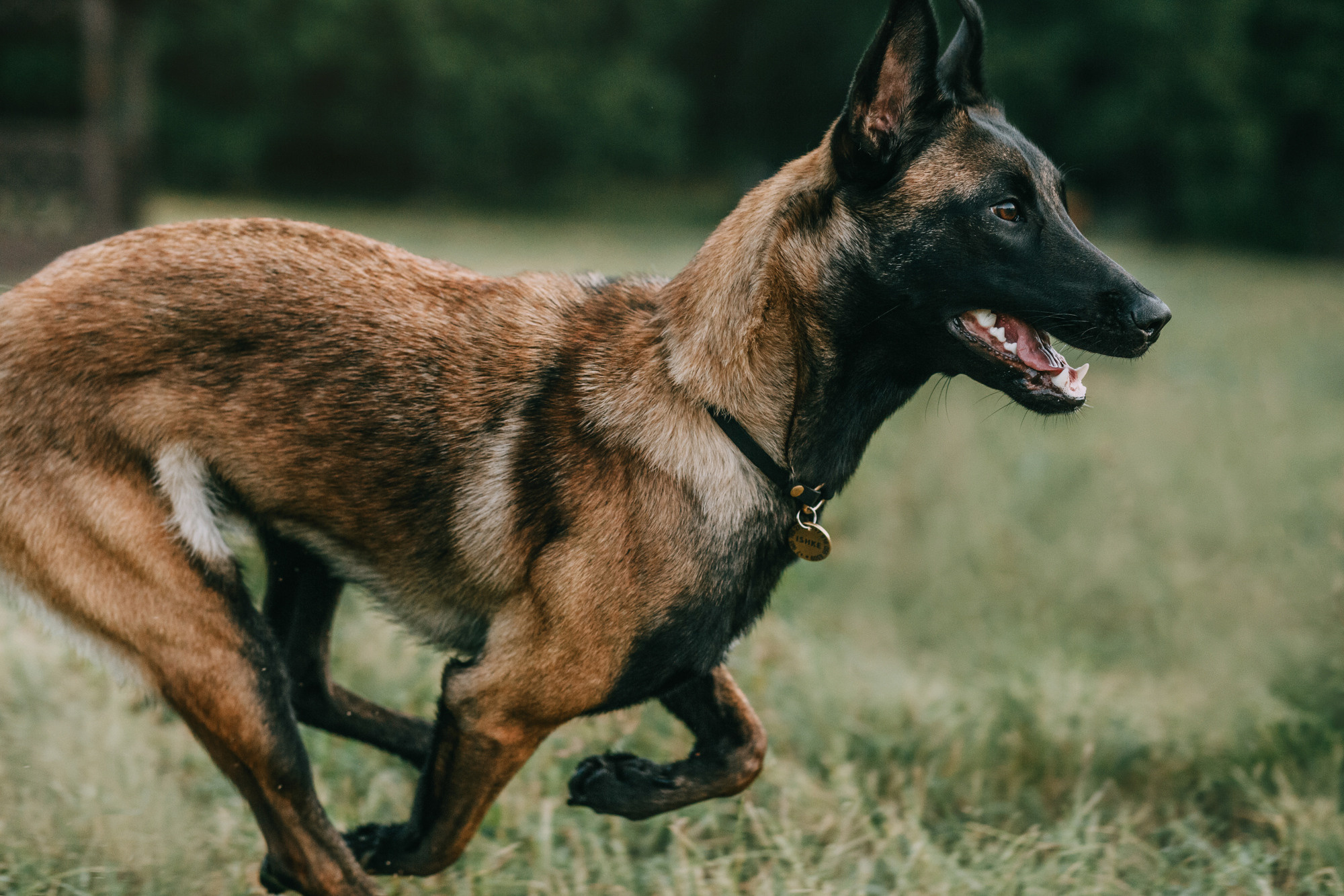 Полина и Ишка. Фотограф-анималист Елена Радченко, Москва