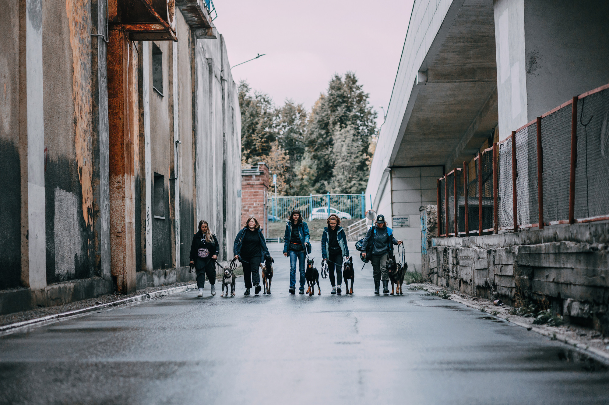 Ошейники Tame flame. Фотограф-анималист Елена Радченко, Москва