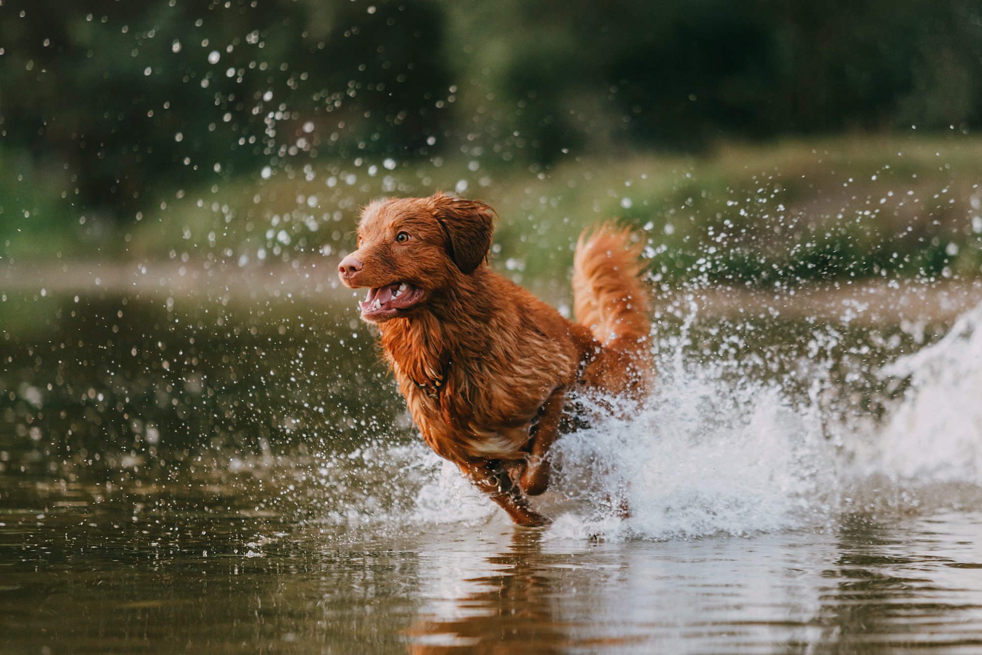 Бублик. Фотограф-анималист Елена Радченко, Москва