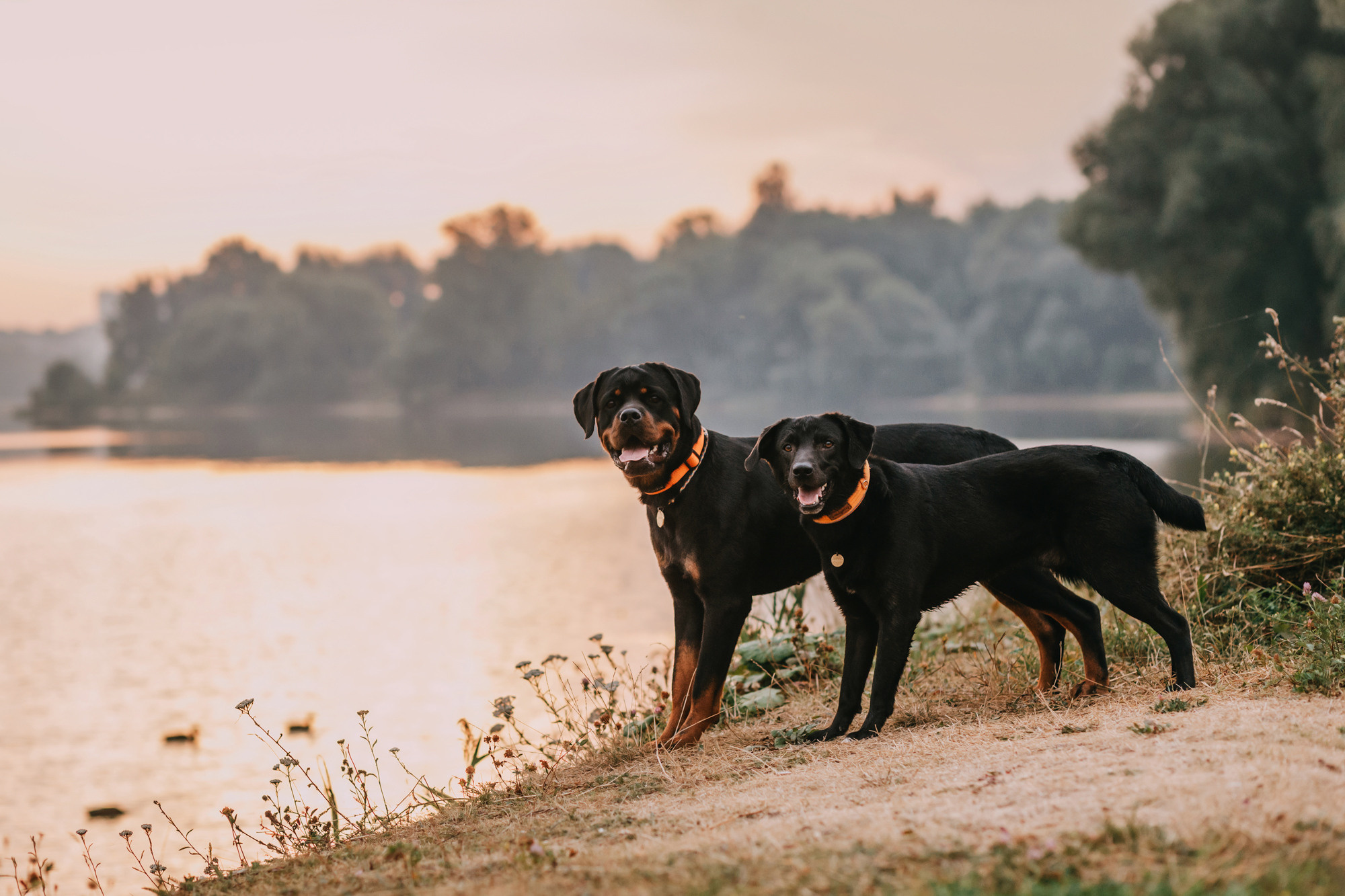 Виктория, Финн и Ливи. Фотограф-анималист Елена Радченко, Москва