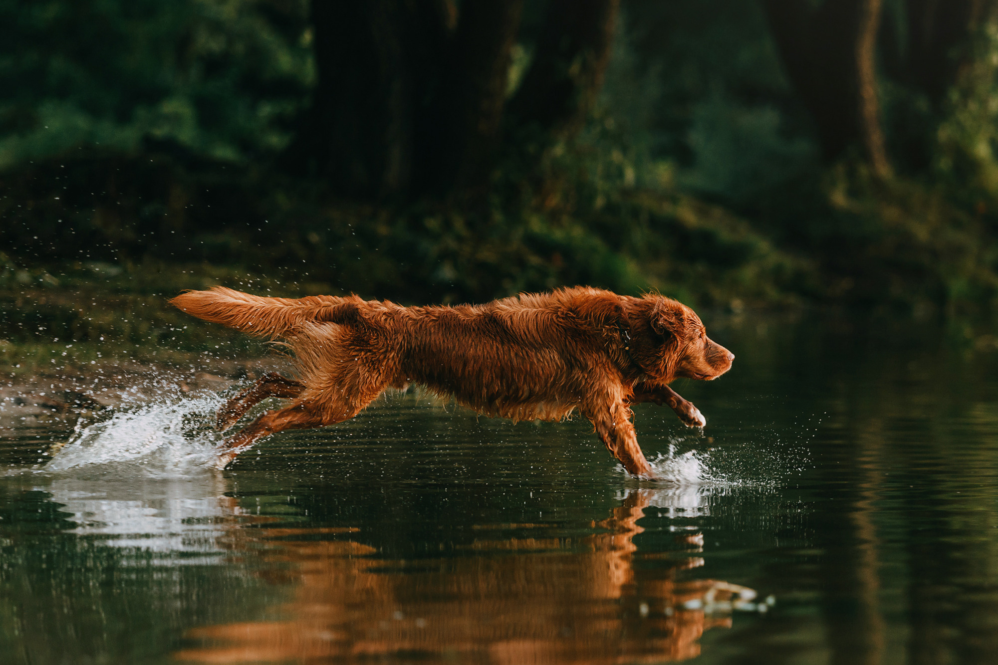 Бублик. Фотограф-анималист Елена Радченко, Москва