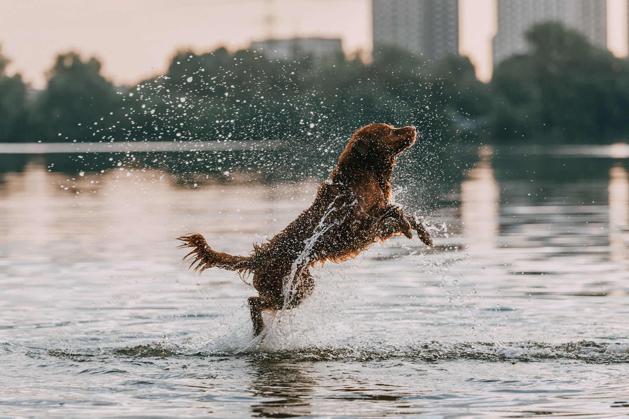 Бублик. Фотограф-анималист Елена Радченко, Москва
