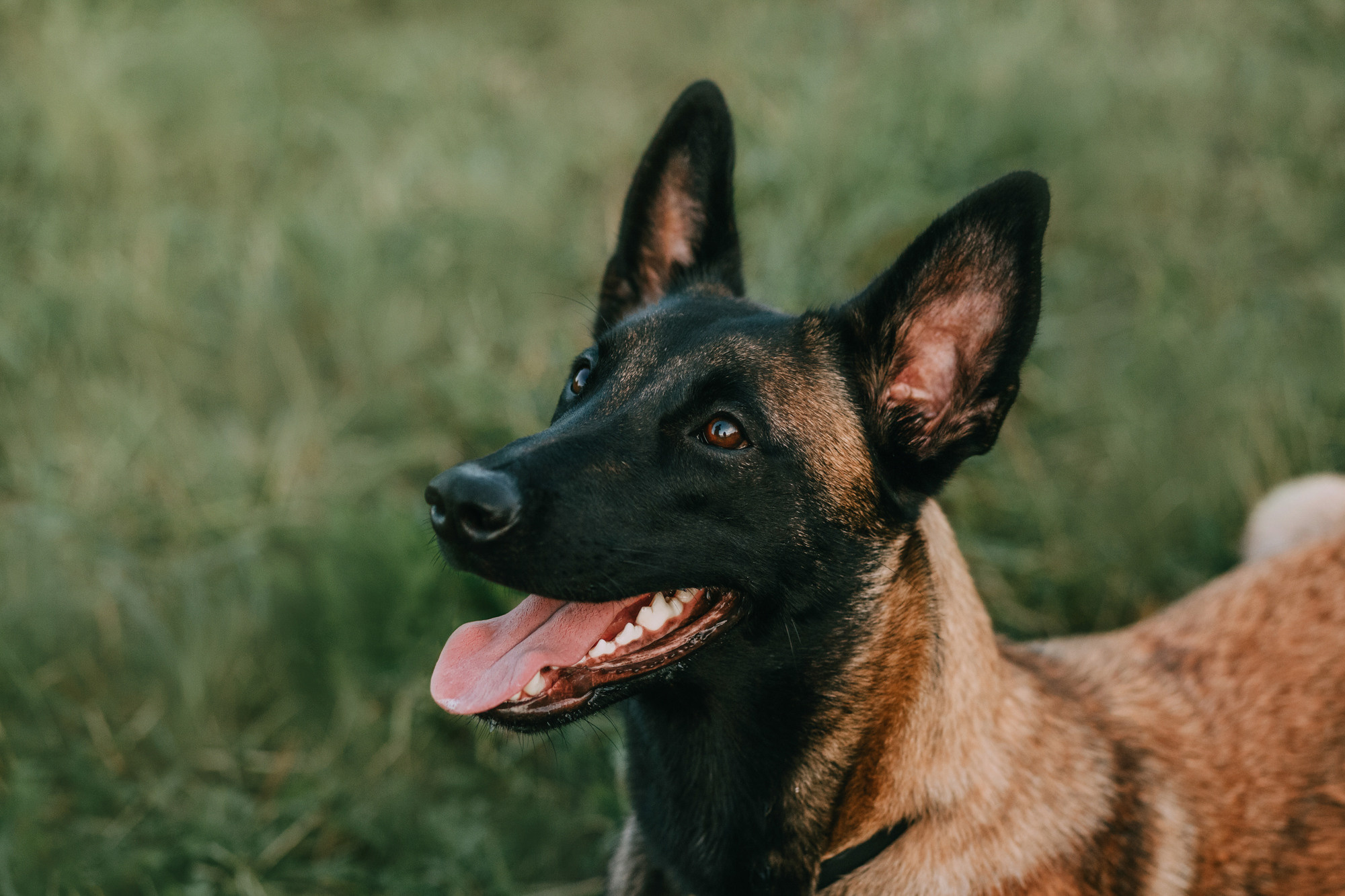 Полина и Ишка. Фотограф-анималист Елена Радченко, Москва